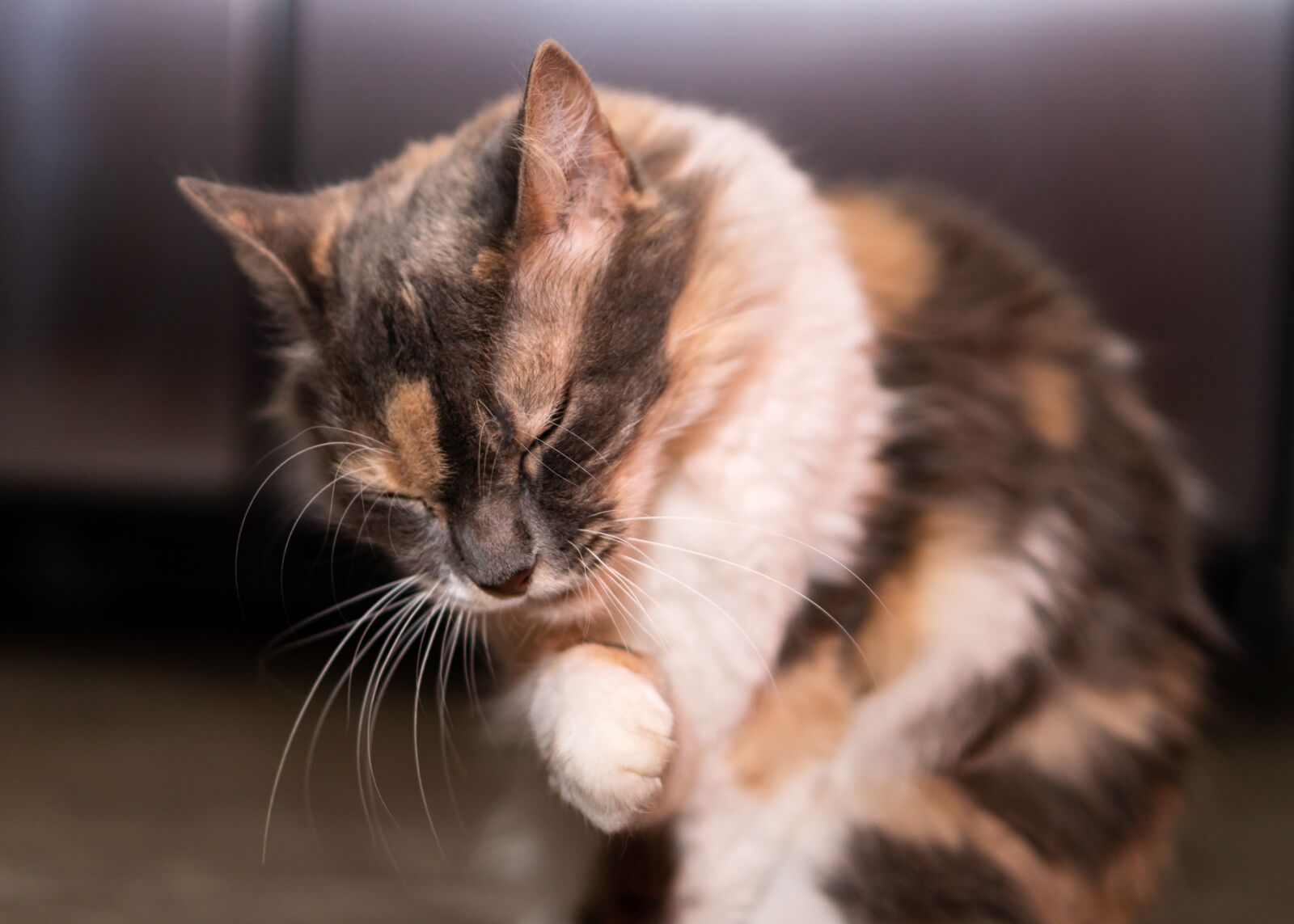 E 50mm F1.8 OSS sample photo. Cat, animal, cute photography