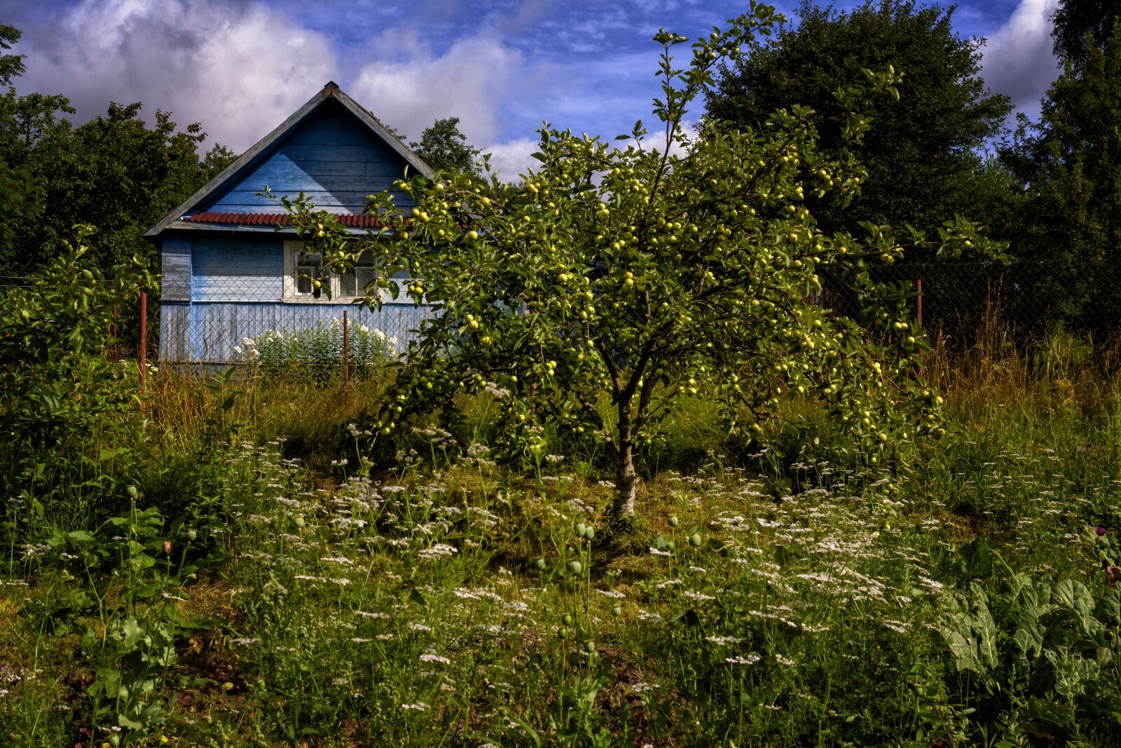 Nikon D7100 sample photo. Village, apple tree, summer photography
