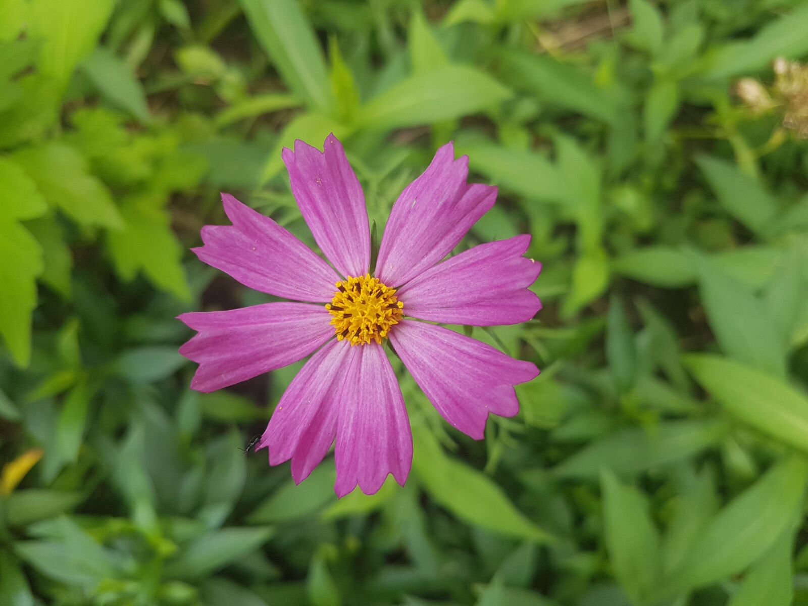 Samsung Galaxy S7 Edge sample photo. Flower, purple, plant photography