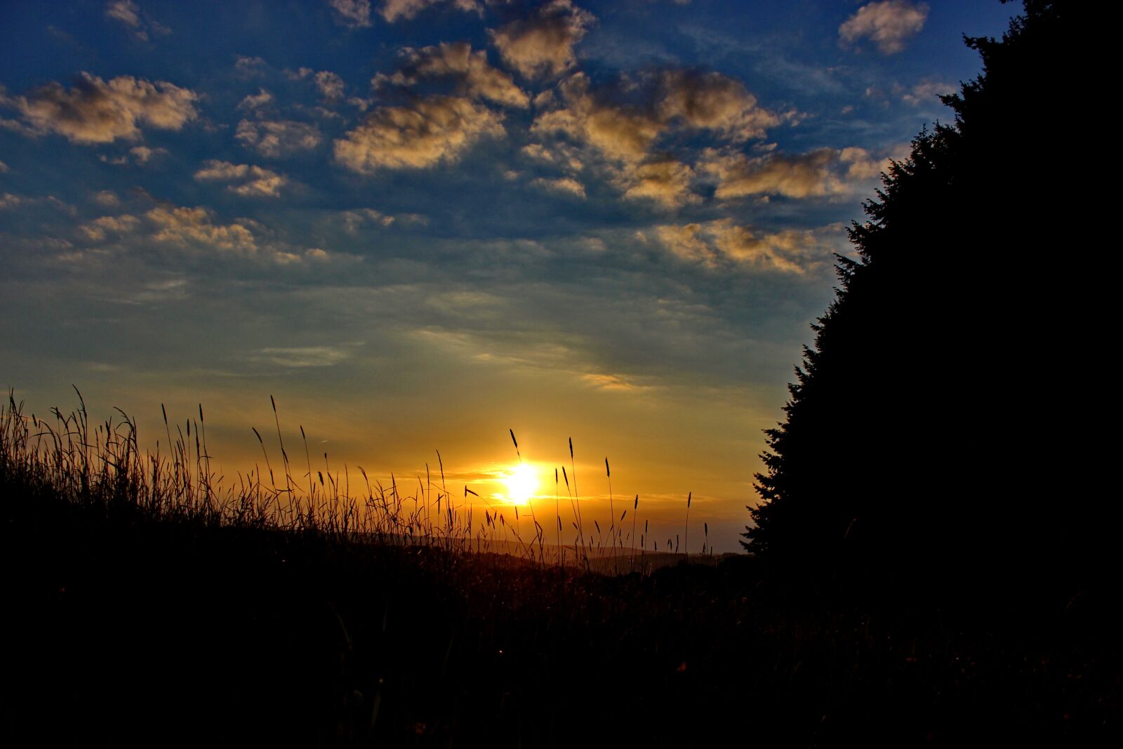 Canon EOS 600D (Rebel EOS T3i / EOS Kiss X5) sample photo. Nature, morning sun, grass photography