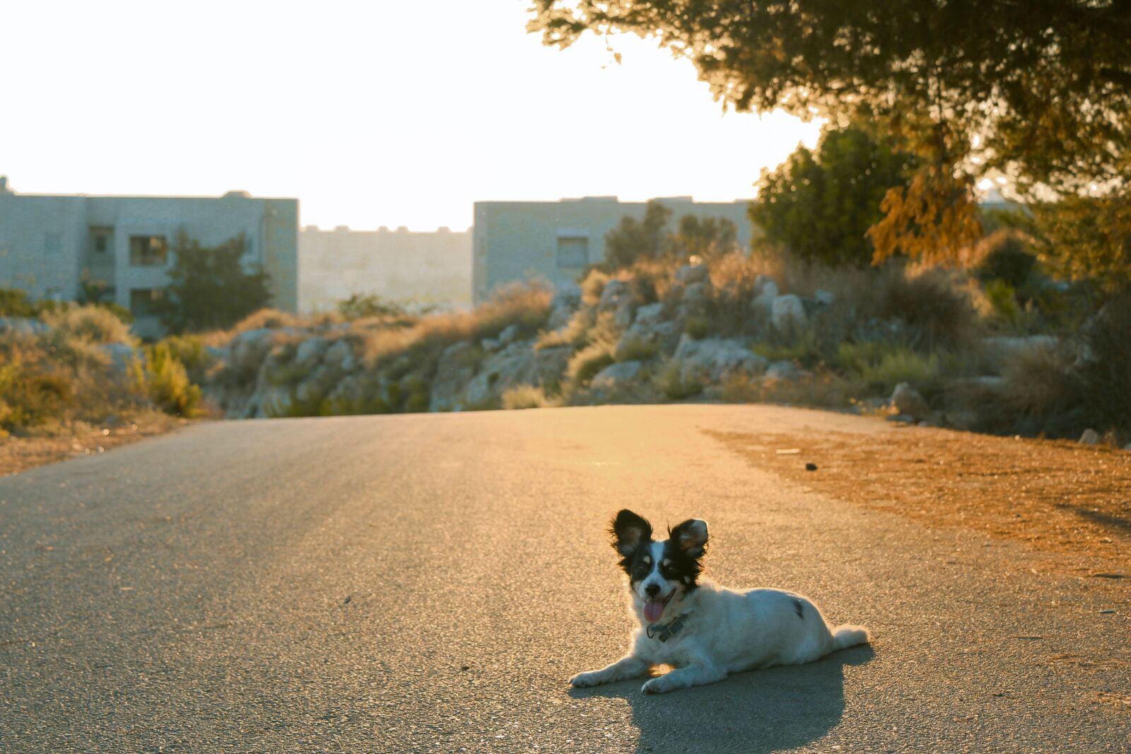 Canon EOS 700D (EOS Rebel T5i / EOS Kiss X7i) sample photo. Dog, happiness, sun photography
