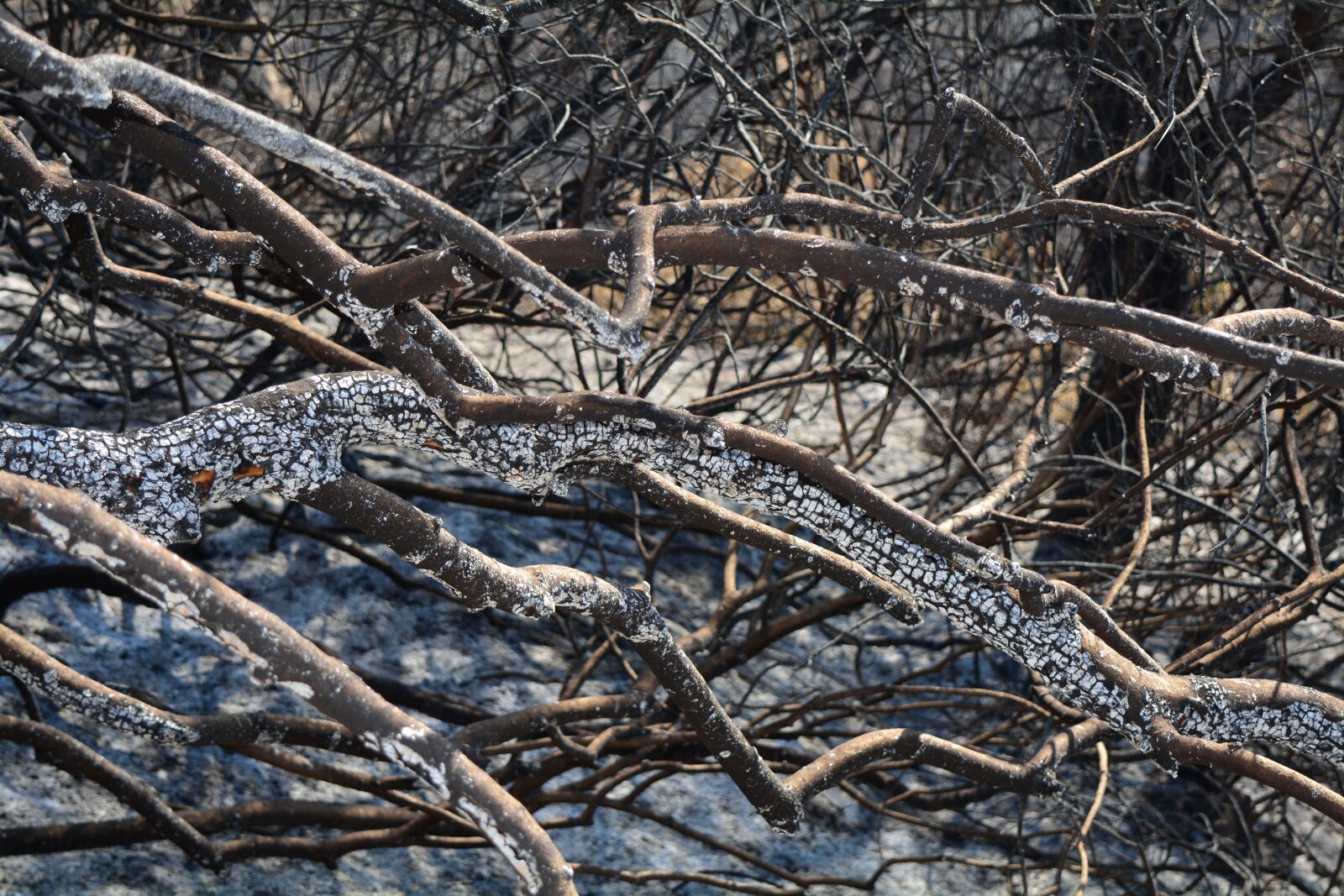 Nikon D5200 sample photo. Tree, forest, burnt trees photography