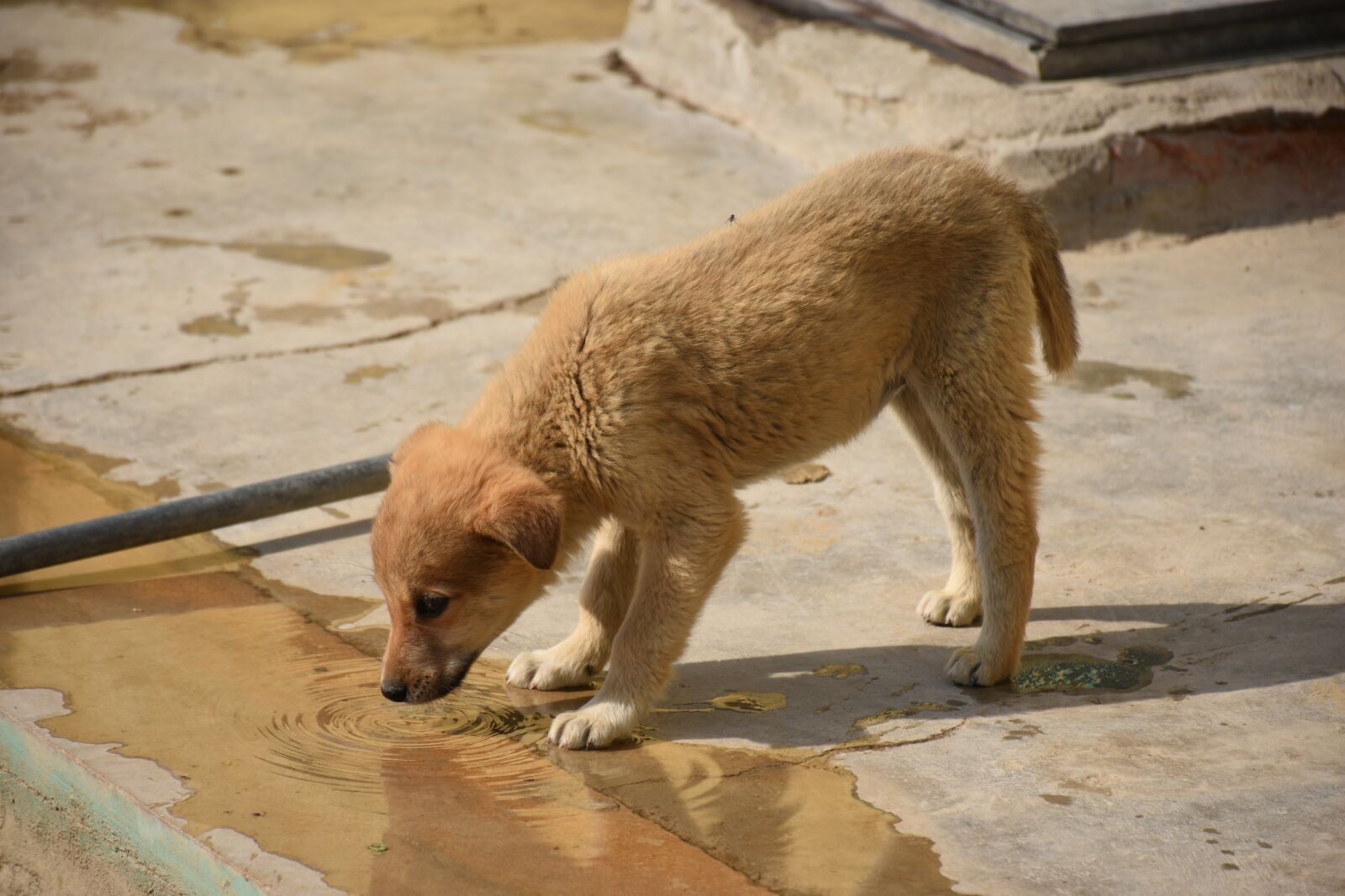 Nikon D5600 sample photo. Water, puppy, drinking photography