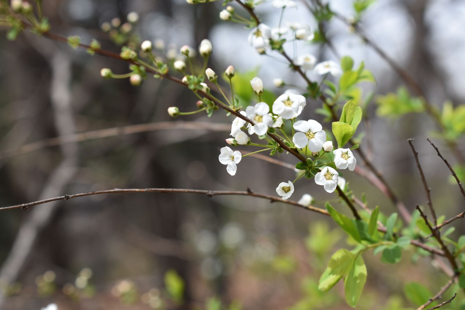 Nikon D750 sample photo. Flowers, meadowsweet trees, meadowsweet photography