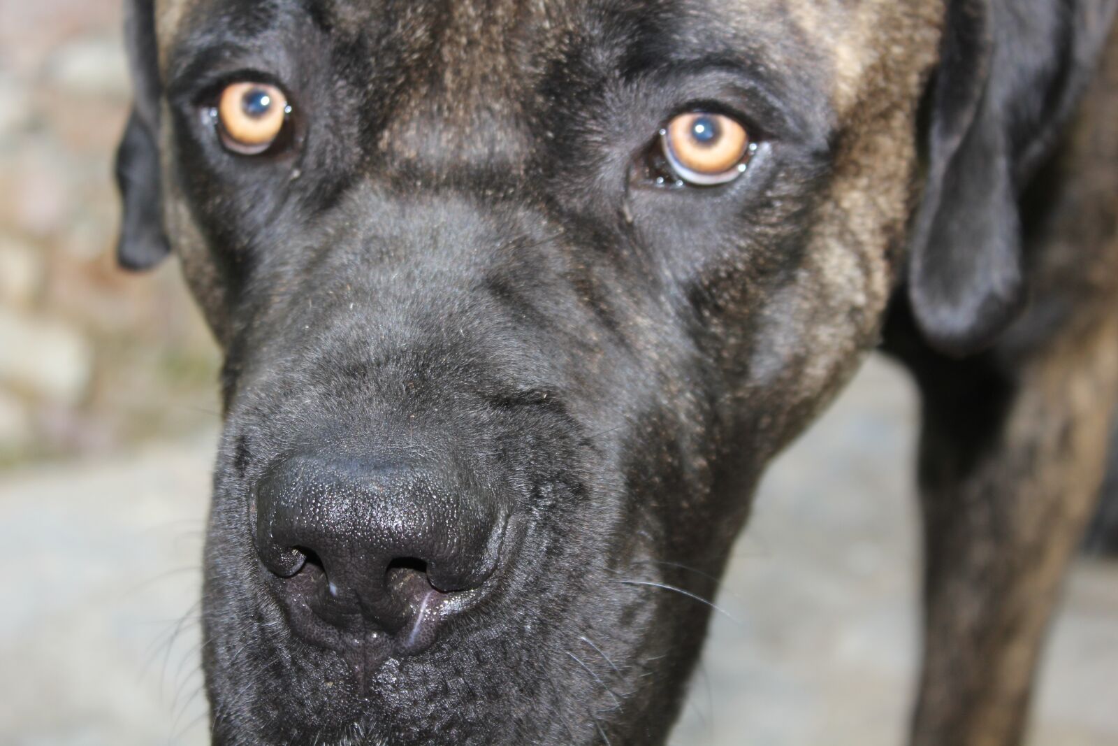 Canon EOS 550D (EOS Rebel T2i / EOS Kiss X4) sample photo. Nose, dog, snuff photography