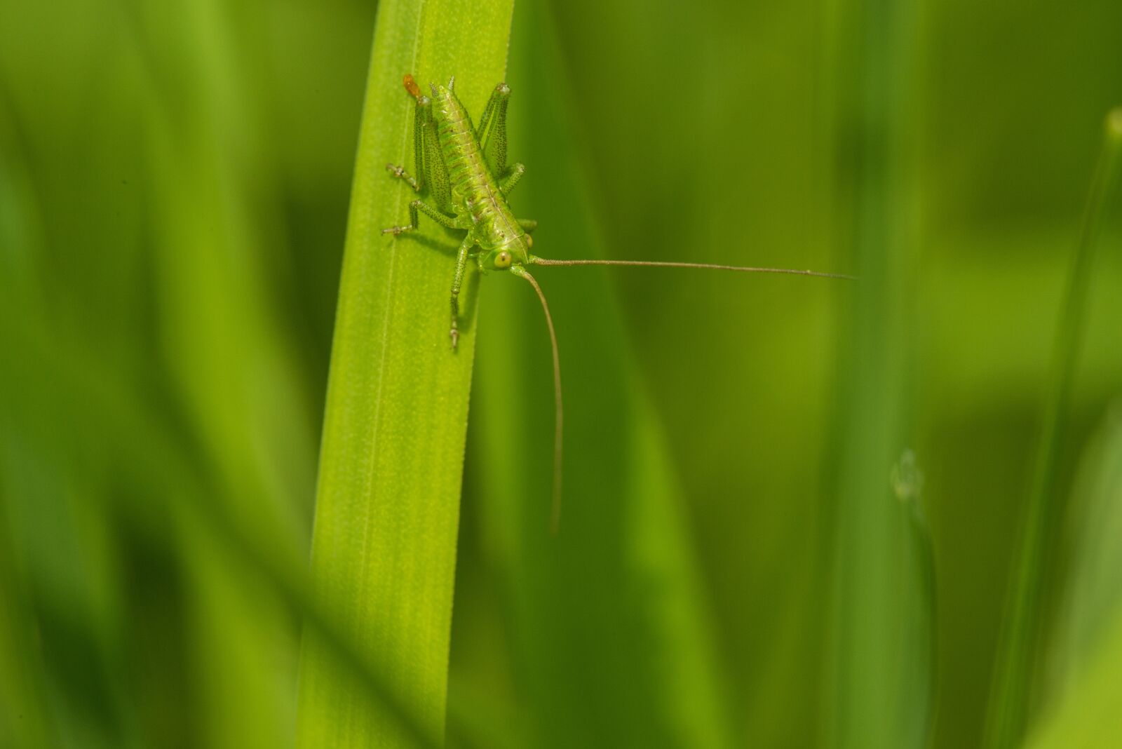 Nikon D800E sample photo. Grasshopper, insect, macro photography