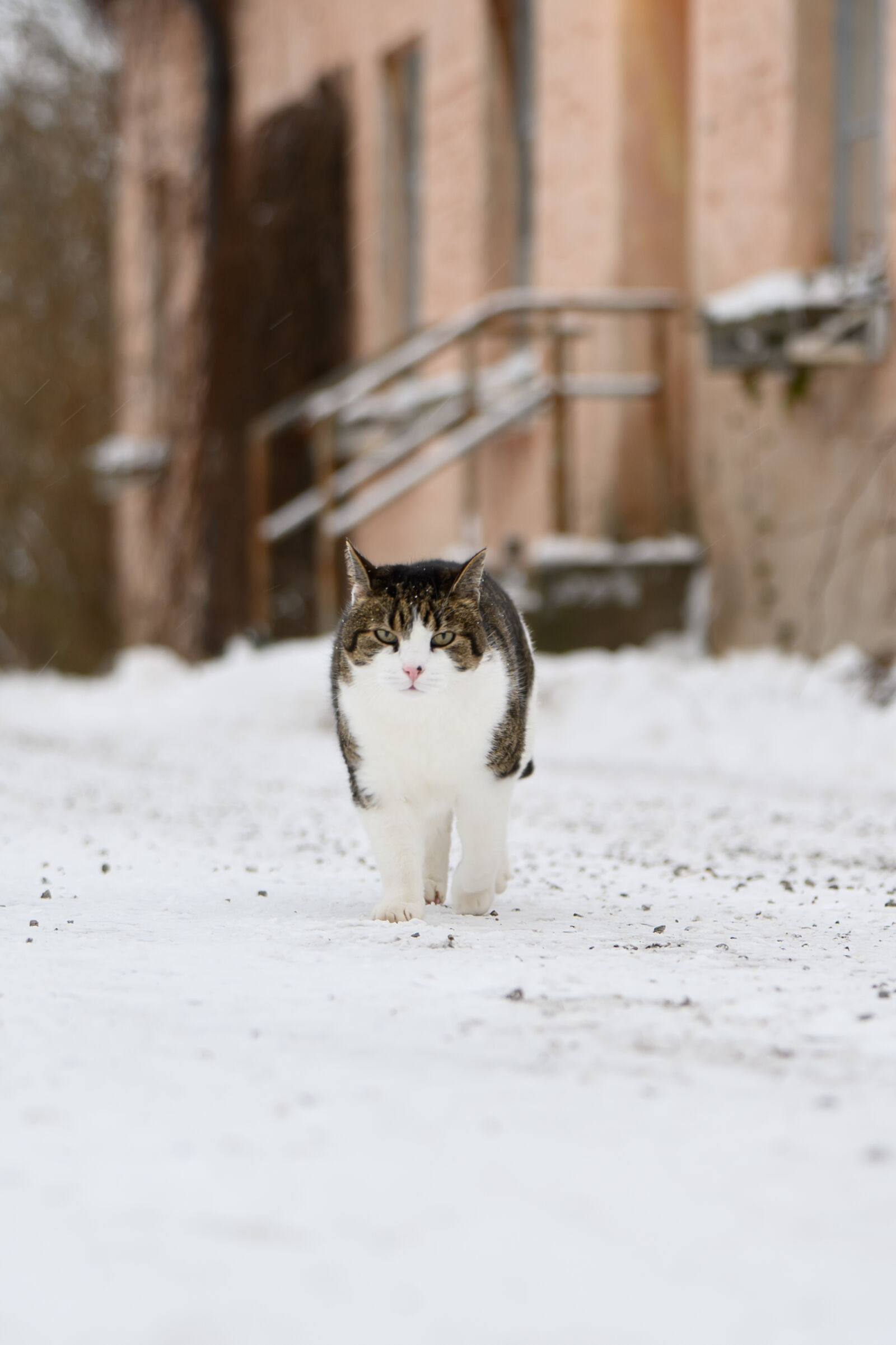 Nikon Nikkor Z 70-180mm F2.8 sample photo. Tough cat photography