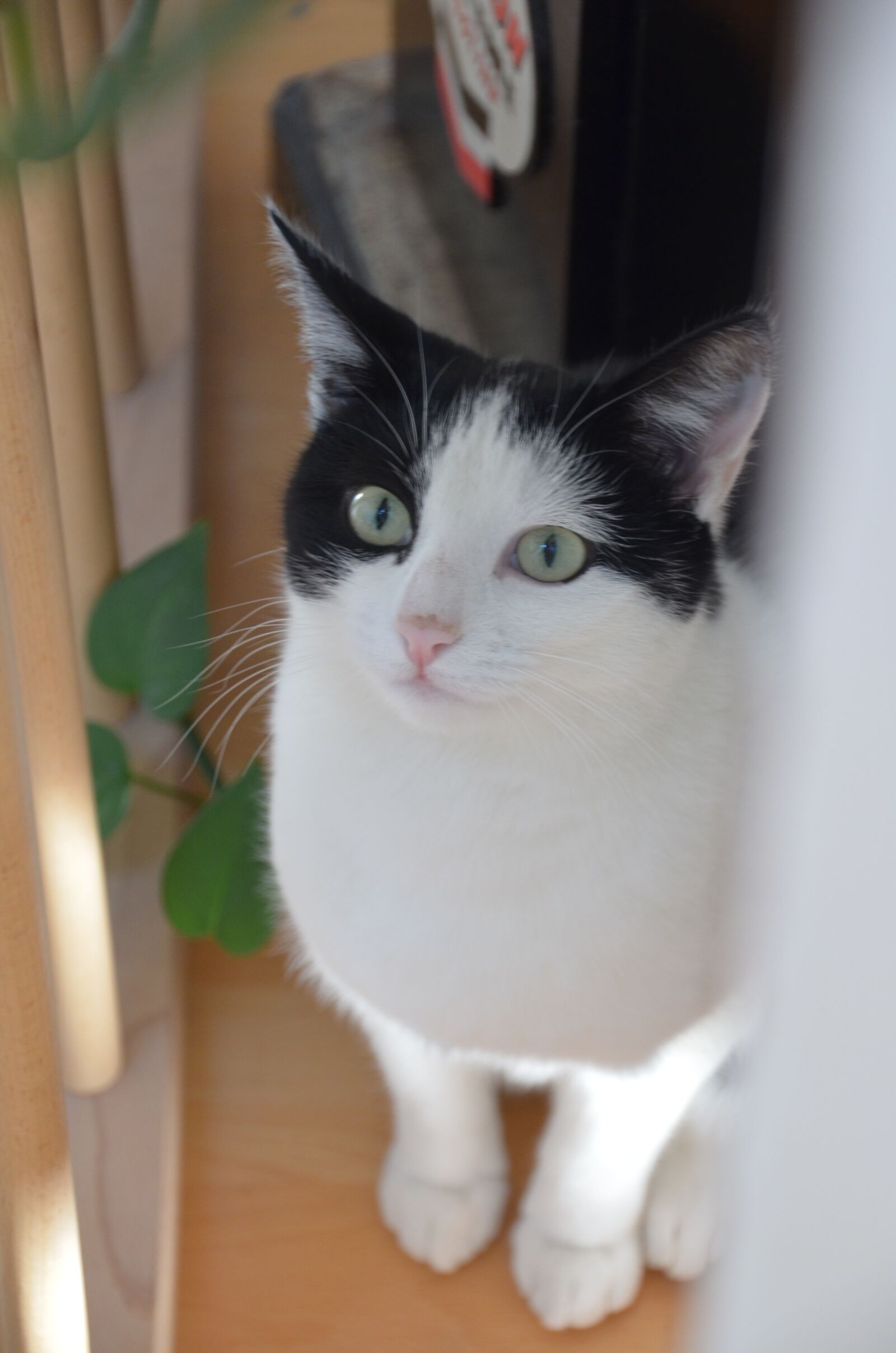 Nikon D5100 sample photo. Cat, animal, pet photography