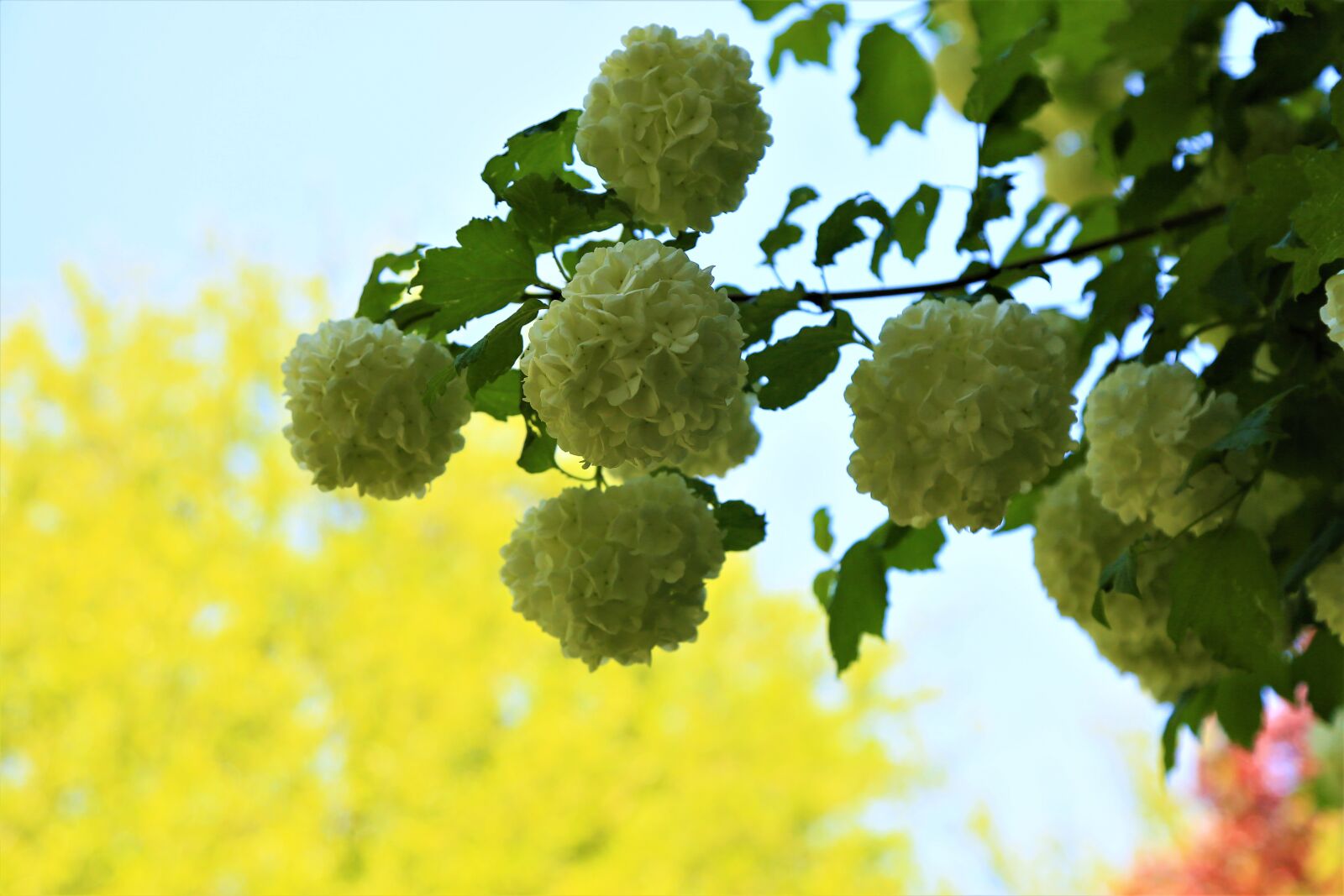 Canon EF 24-105mm F4L IS USM sample photo. Flowers, nature, spring photography