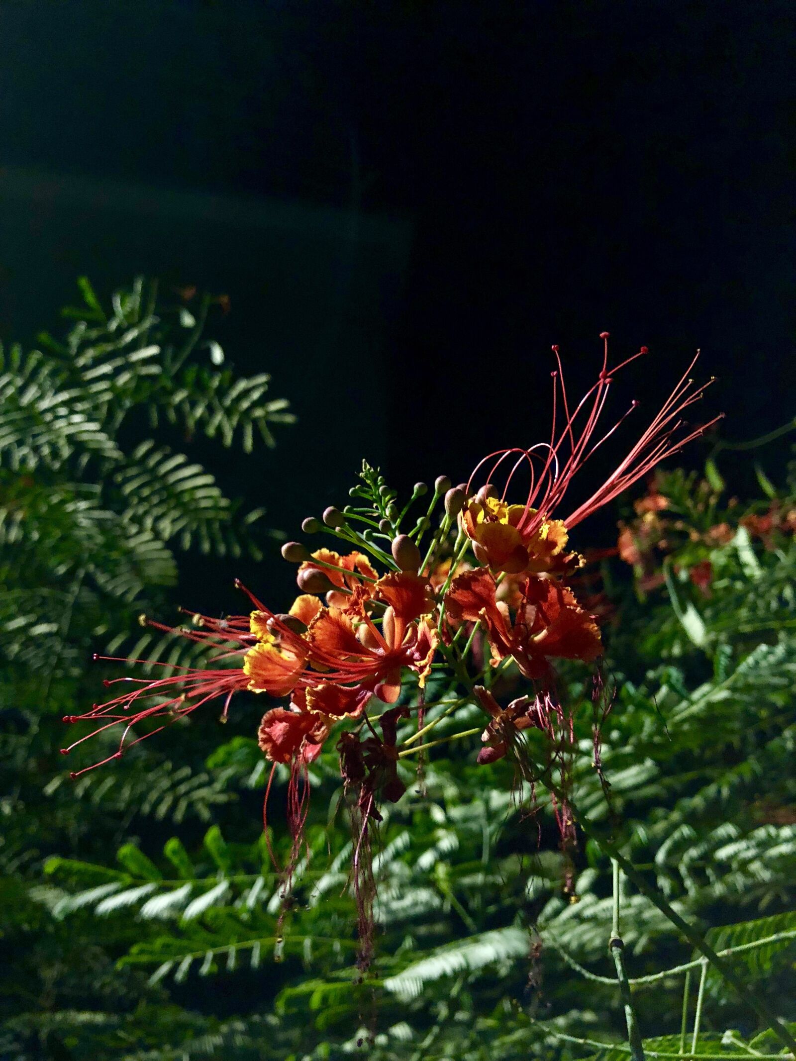 iPhone 8 back camera 3.99mm f/1.8 sample photo. Flowers, night, plant photography
