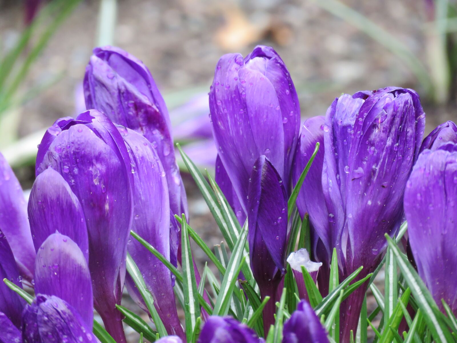 Canon PowerShot SX60 HS sample photo. Flowers, spring, closeup photography