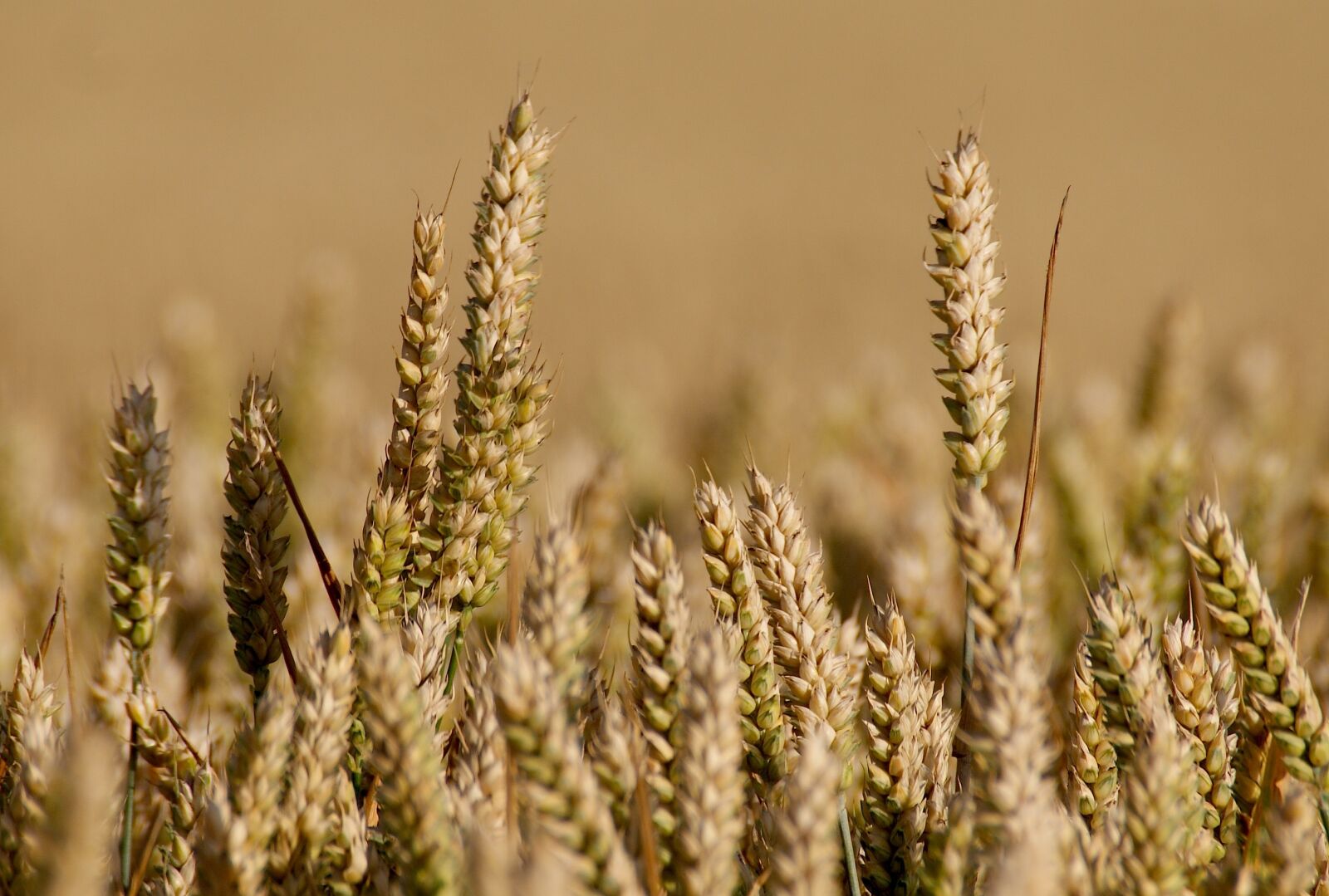 Sony Alpha DSLR-A350 sample photo. Field, grain, arable photography
