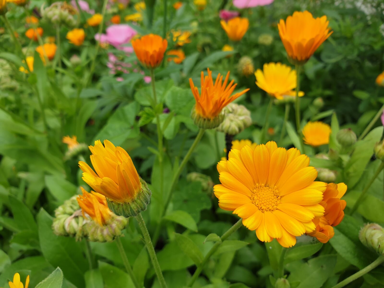 Samsung Galaxy S9+ sample photo. Flowers, nature, bloom photography