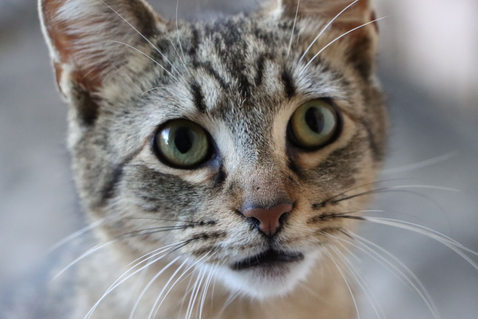 Canon EF-S 18-135mm F3.5-5.6 IS USM sample photo. Cat, meow, kitty photography