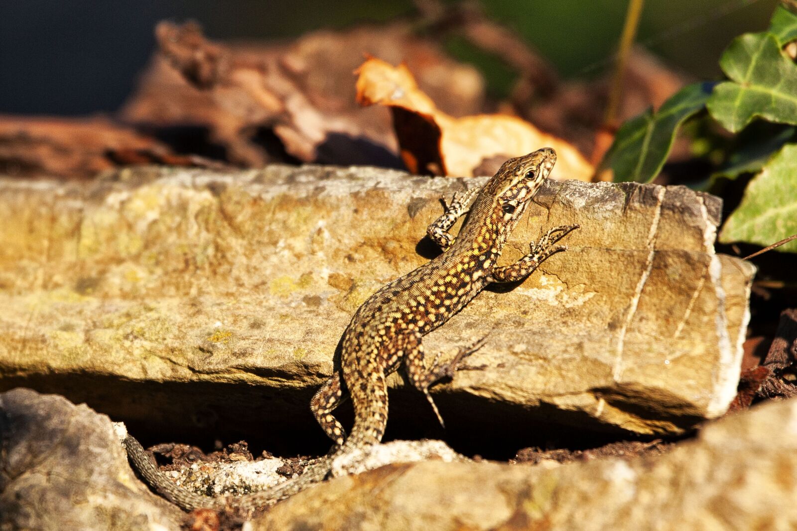 Canon EOS 5D Mark II sample photo. Lizard, nature, animal photography
