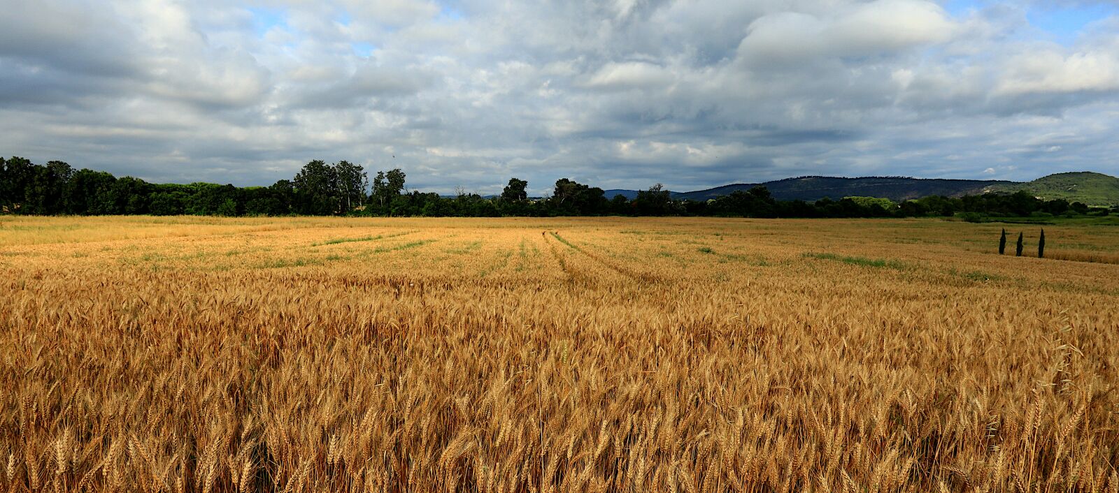Canon PowerShot G1 X Mark III sample photo. Nature, landscape, field photography