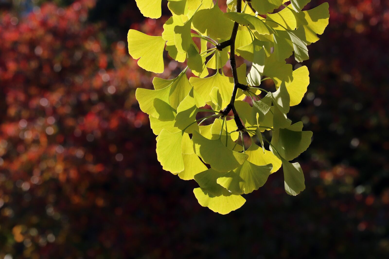 Canon EOS 800D (EOS Rebel T7i / EOS Kiss X9i) sample photo. Autumn leaves, autumn, maple photography