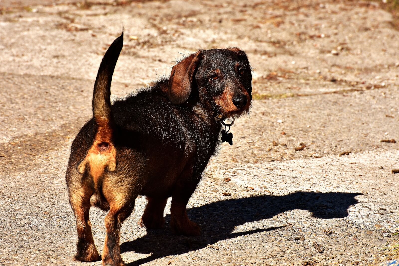 Nikon D7200 sample photo. Rauhaardackel, dog, animal photography