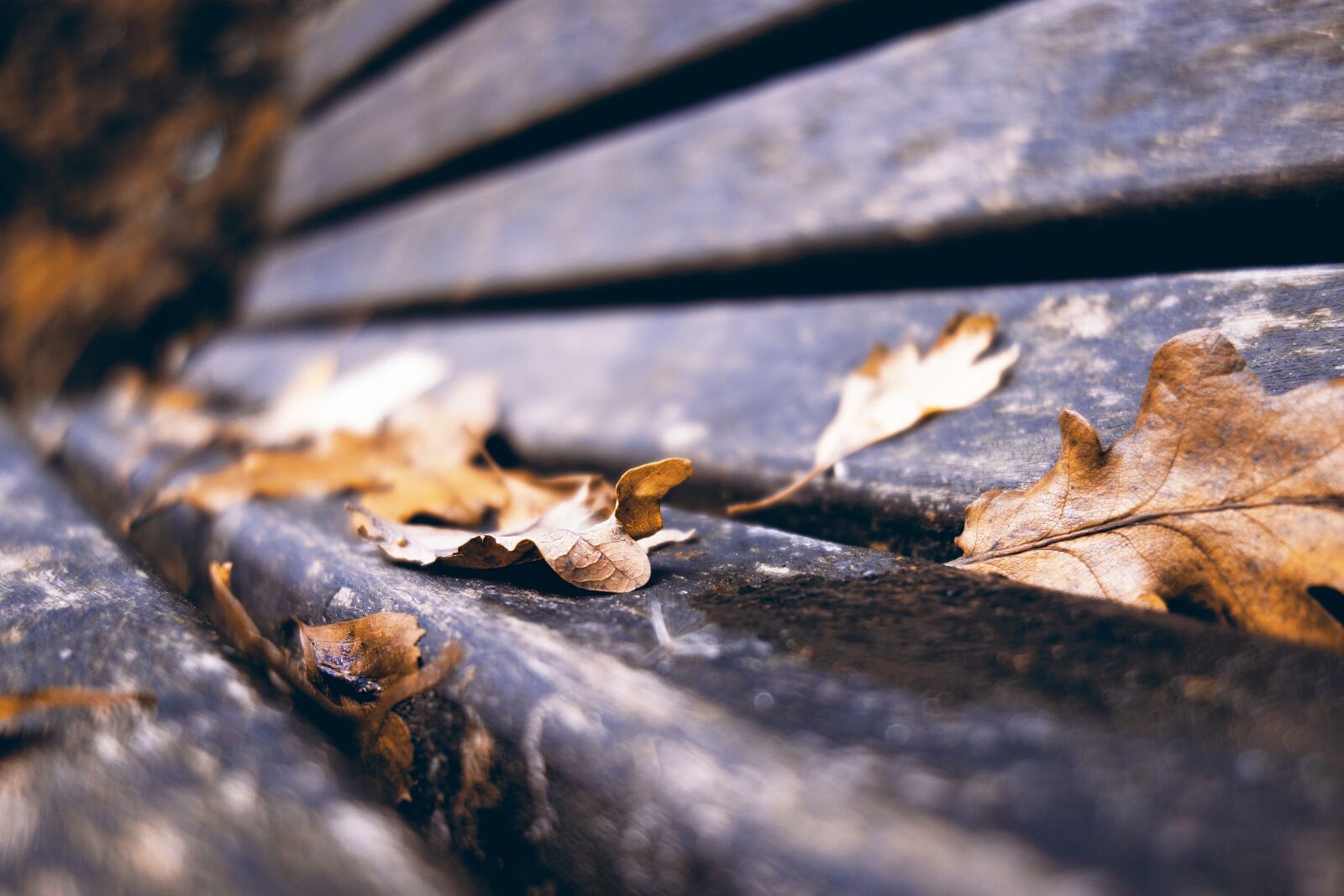 Sony Cyber-shot DSC-RX100 sample photo. Bench, wooden bench, park photography