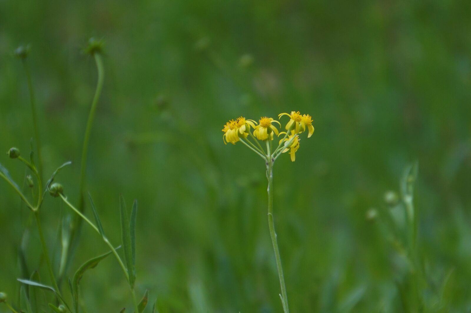 Sony Alpha a5000 (ILCE 5000) + Sony E 55-210mm F4.5-6.3 OSS sample photo. Affix, abstract, yellow flower photography