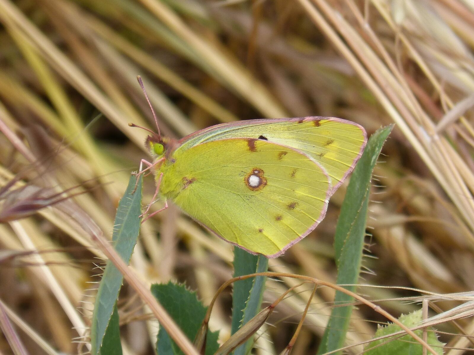 Panasonic DMC-FZ62 sample photo. Colias croceus, butterfly, safranera photography