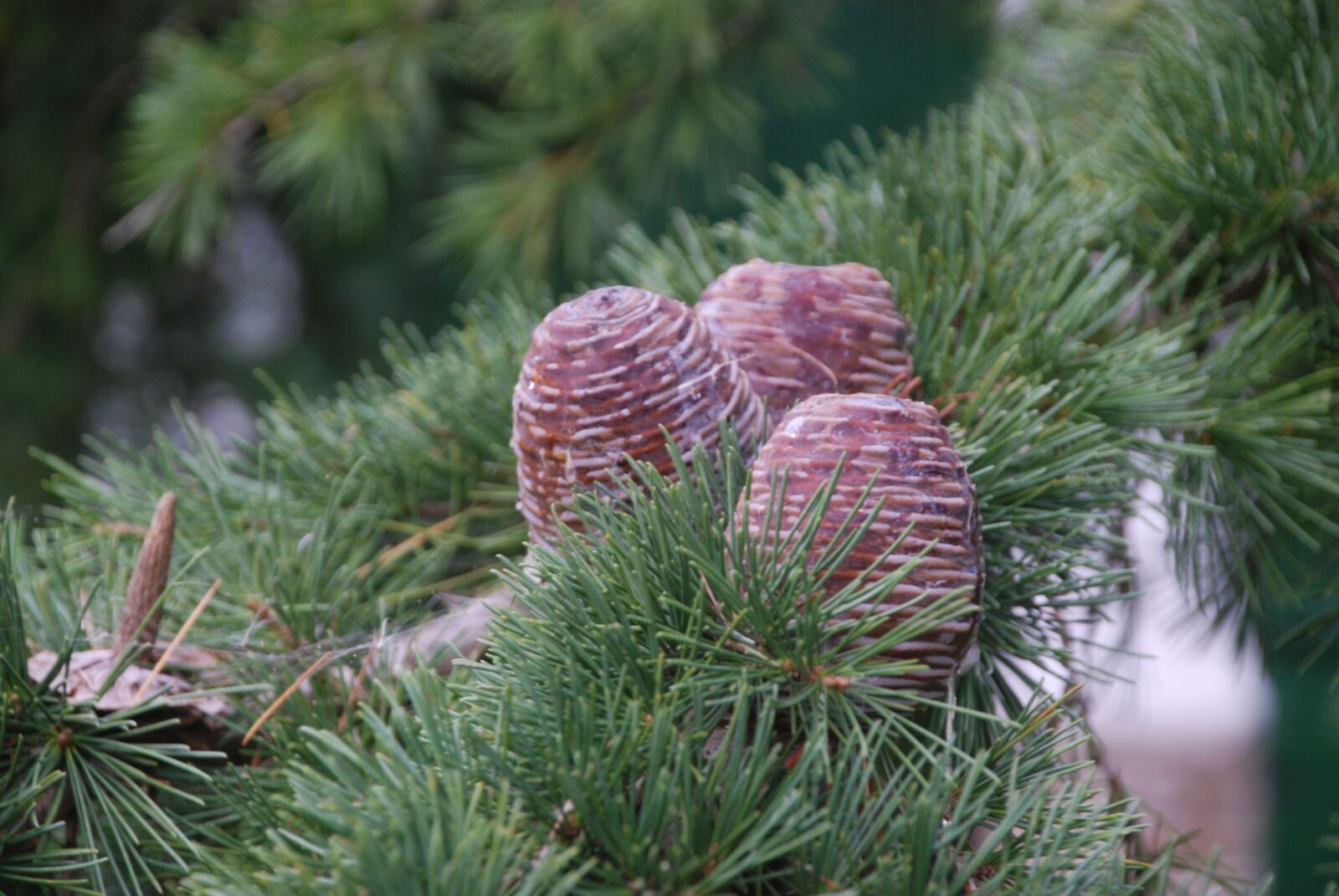 Nikon D80 sample photo. Pineapples, pineapple, christmas photography