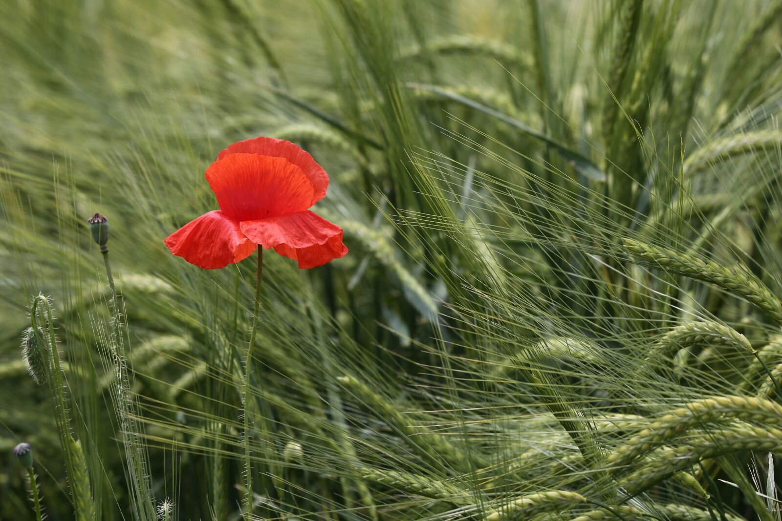 Canon EF 70-300 F4-5.6 IS II USM sample photo. Red poppy, barley, agriculture photography