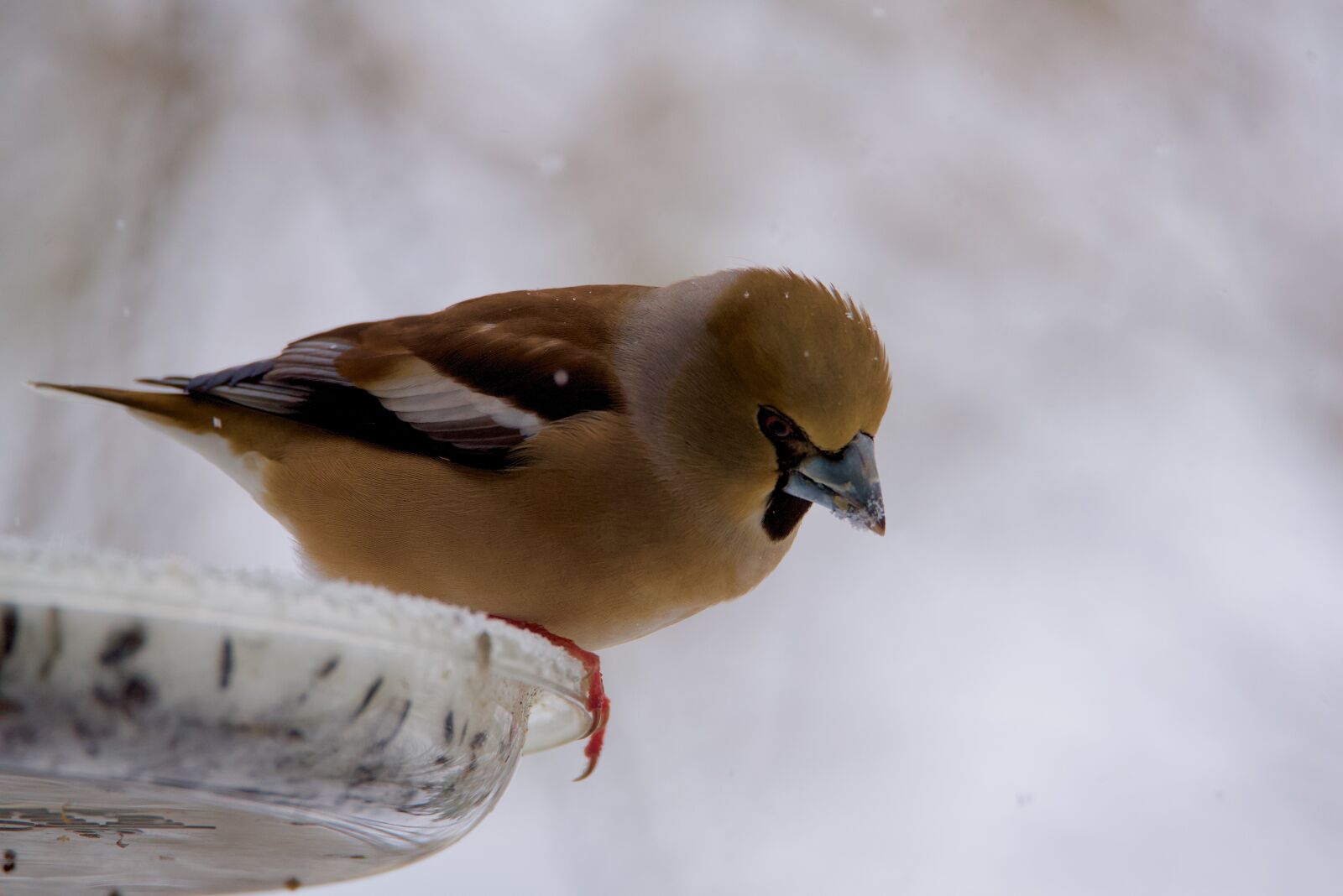 Nikon D750 sample photo. Gros bec casse-core, bird photography