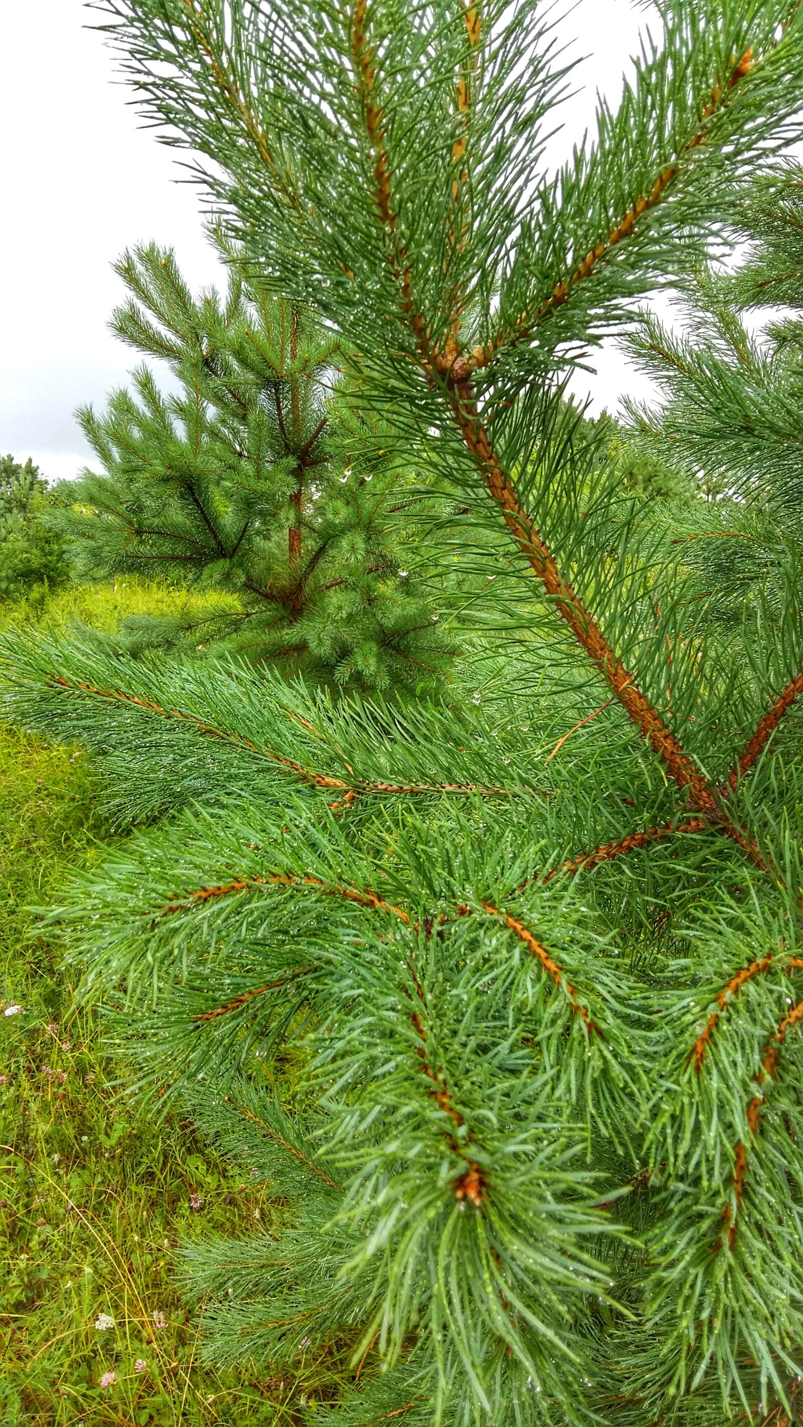 Samsung Galaxy A5 sample photo. Pine, nature, plant photography