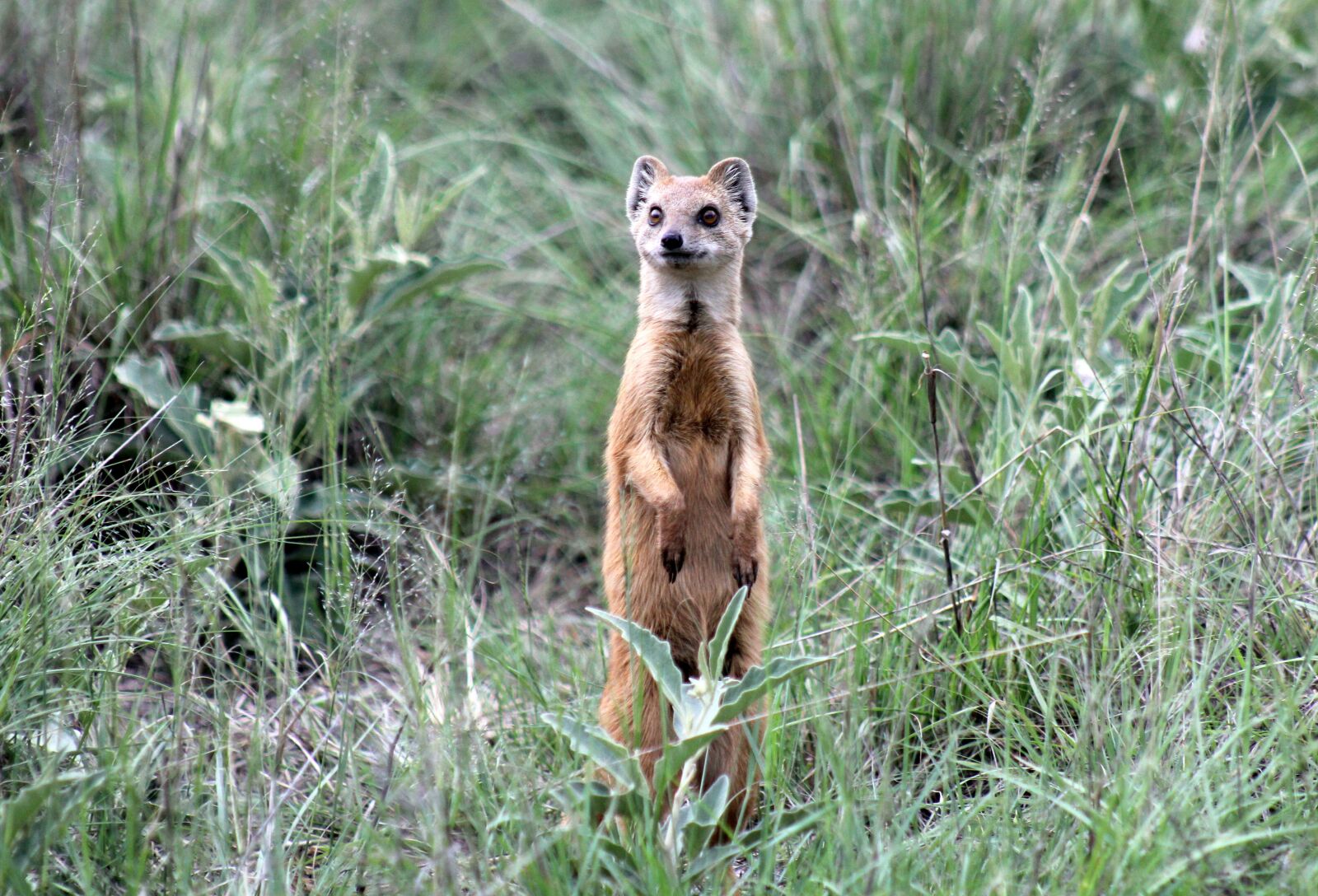 Canon EOS 60D sample photo. Meerkat, red, mongoose photography