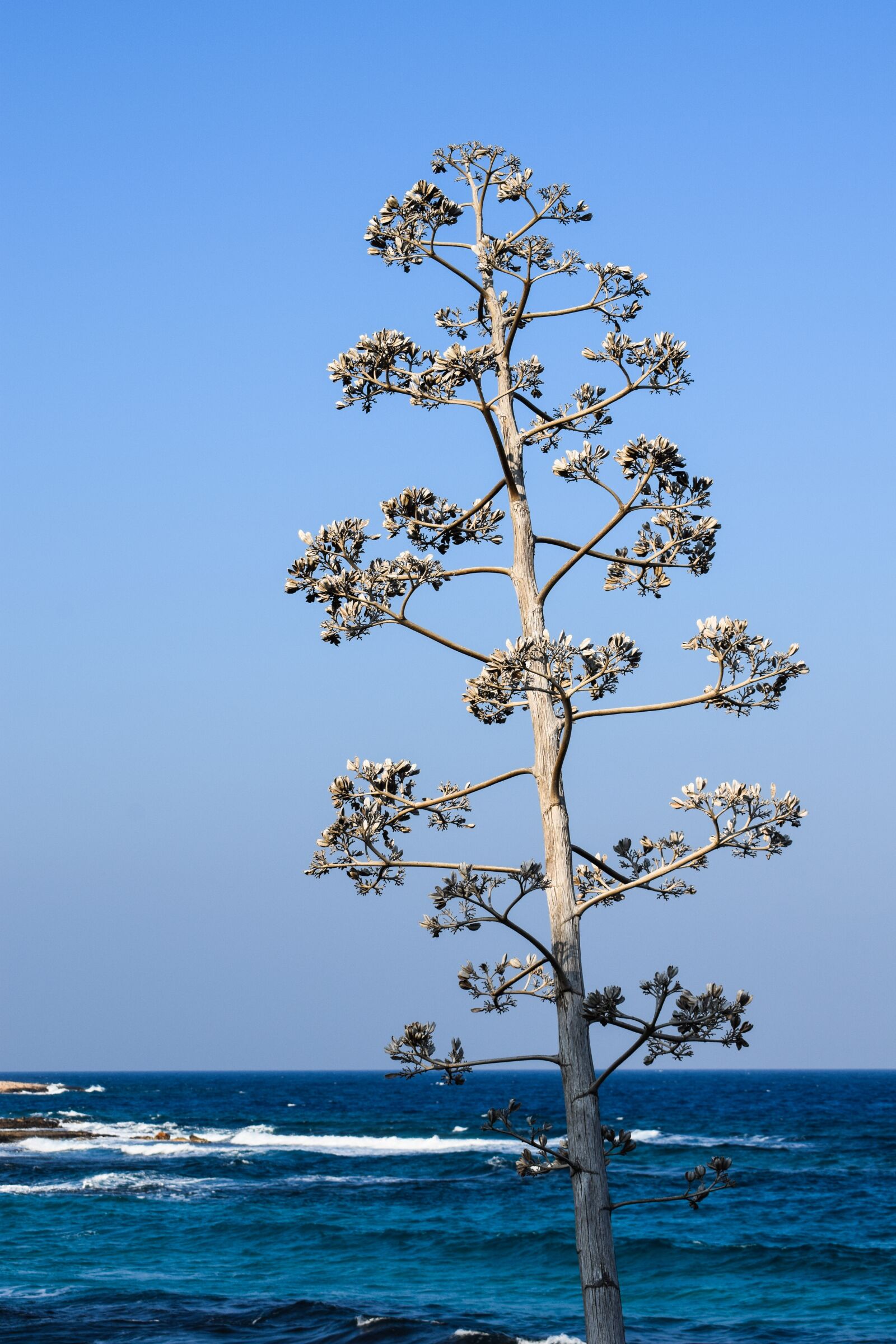 Nikon D3300 sample photo. Tree, sea, waves photography