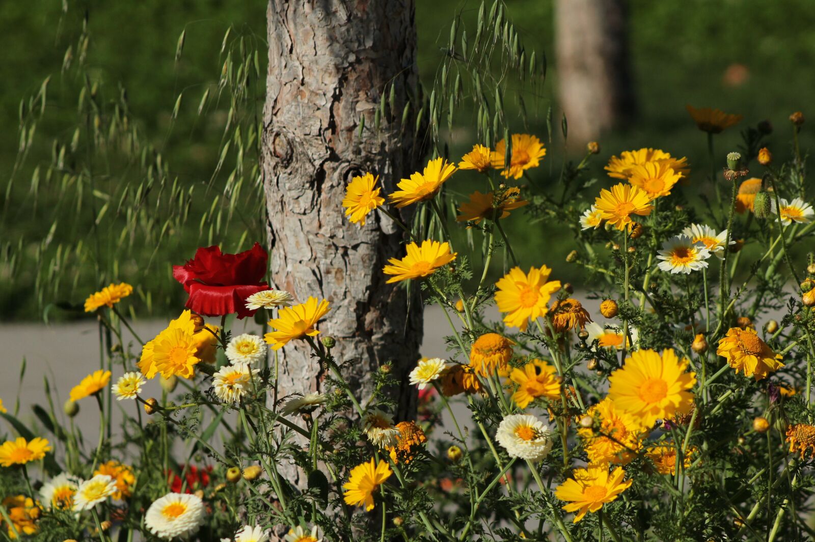 Canon EF75-300mm f/4-5.6 sample photo. Flowers, grass, plant photography