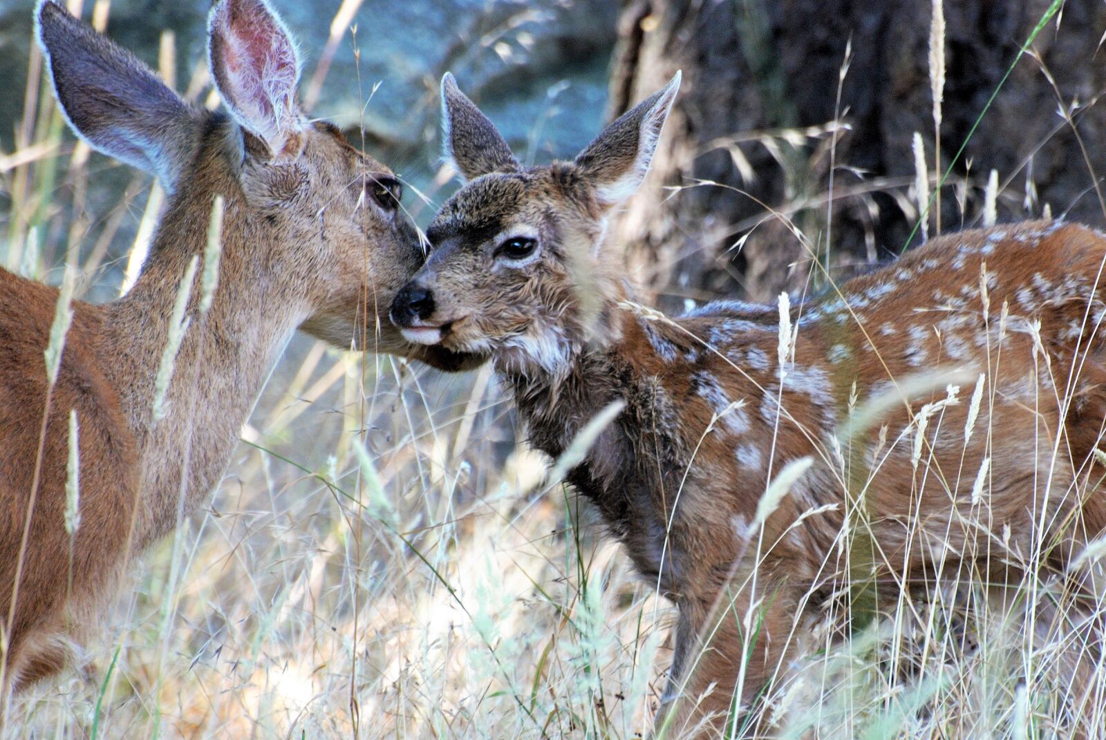 Nikon D80 sample photo. Mule deer, kitz, stains photography