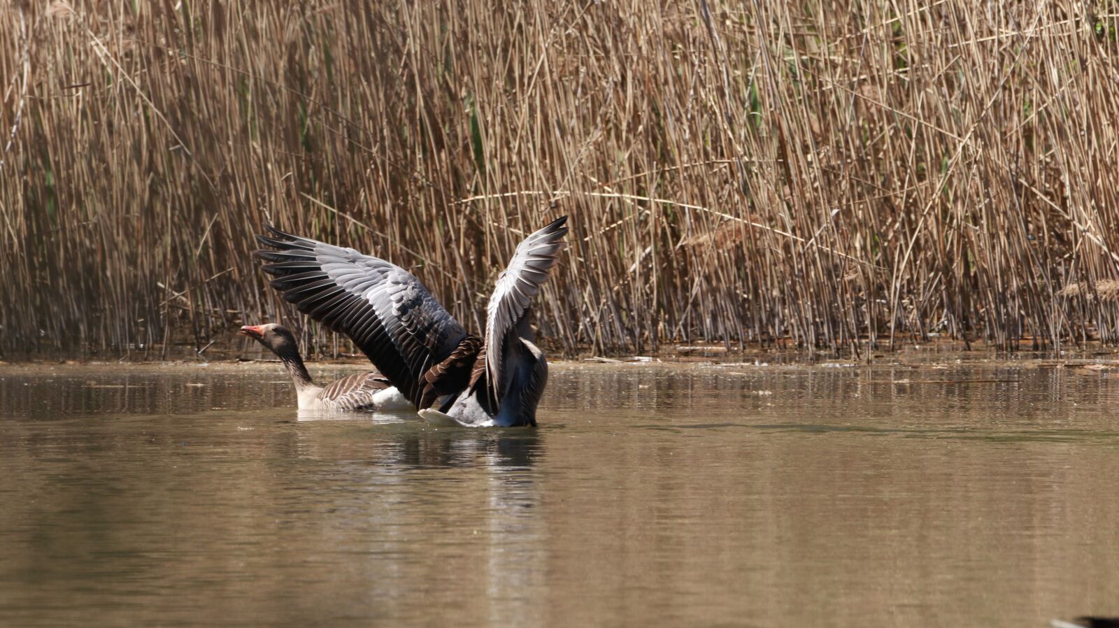 150-600mm F5-6.3 DG OS HSM | Contemporary 015 sample photo. Lake, water bird, nature photography