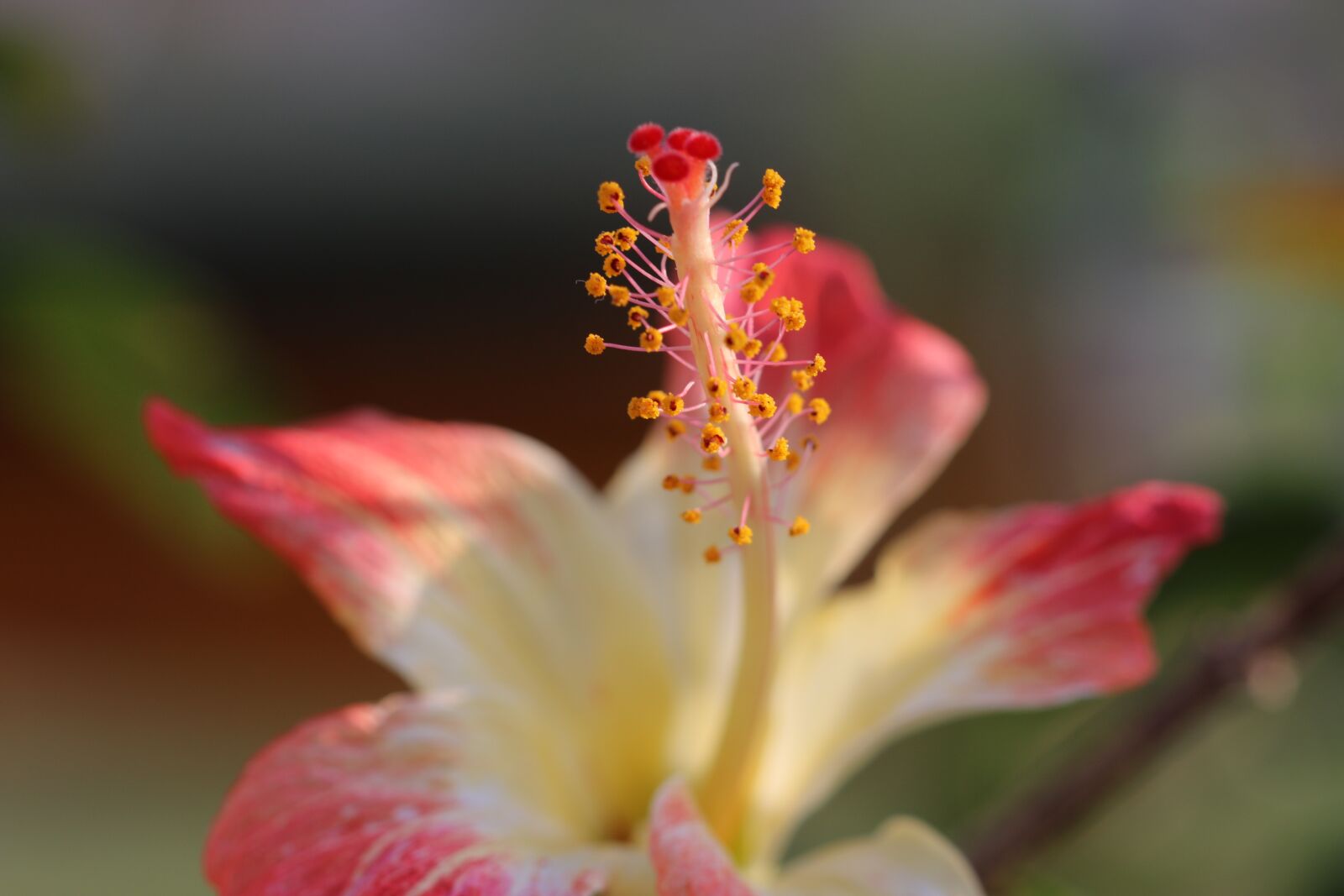 Canon EOS 70D + Canon EF 100mm F2.8 Macro USM sample photo. Flower, yellow, red photography