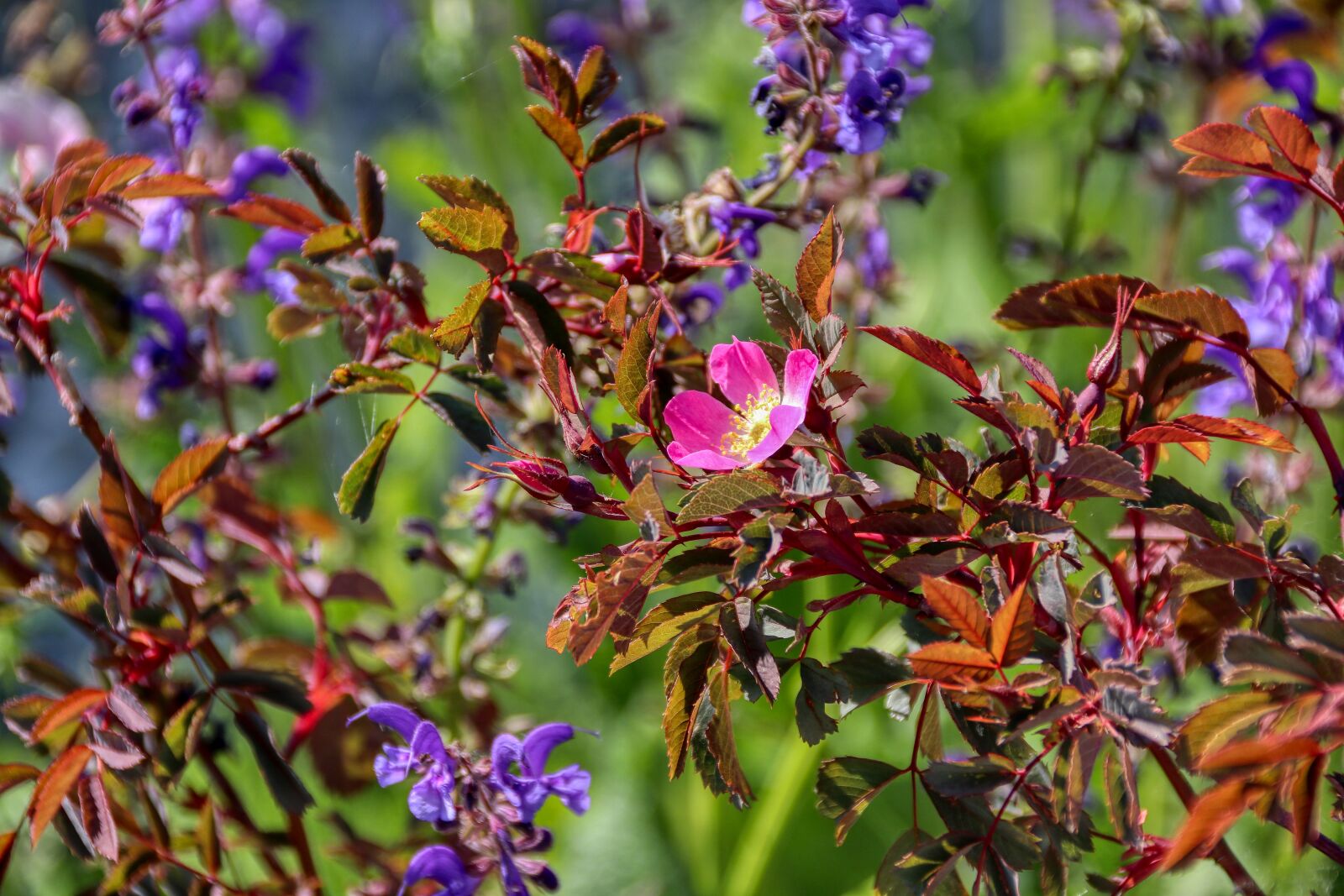 Canon EOS 80D sample photo. Flower, bush, garden photography