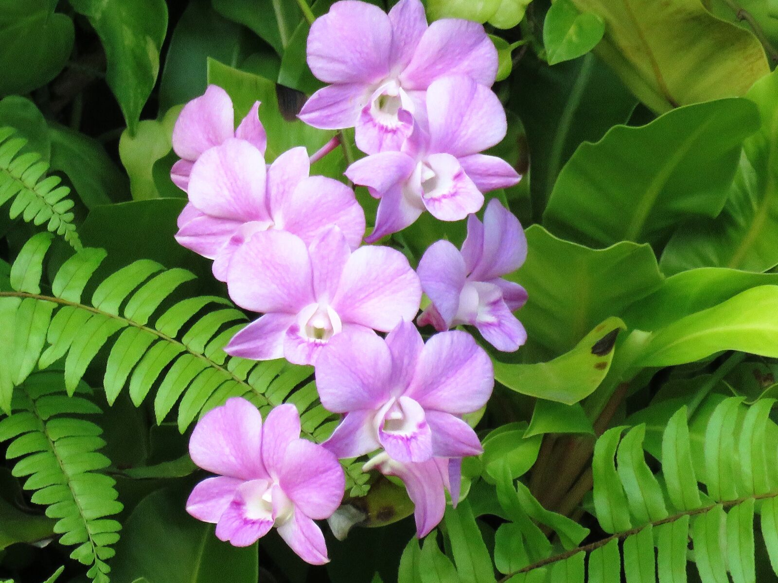 Canon PowerShot SX60 HS sample photo