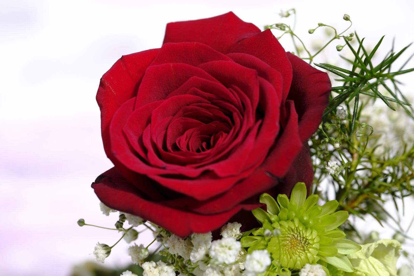 Fujifilm X-T2 + Fujifilm XF 80mm F2.8 R LM OIS WR Macro sample photo. Rose, bouquet of roses photography