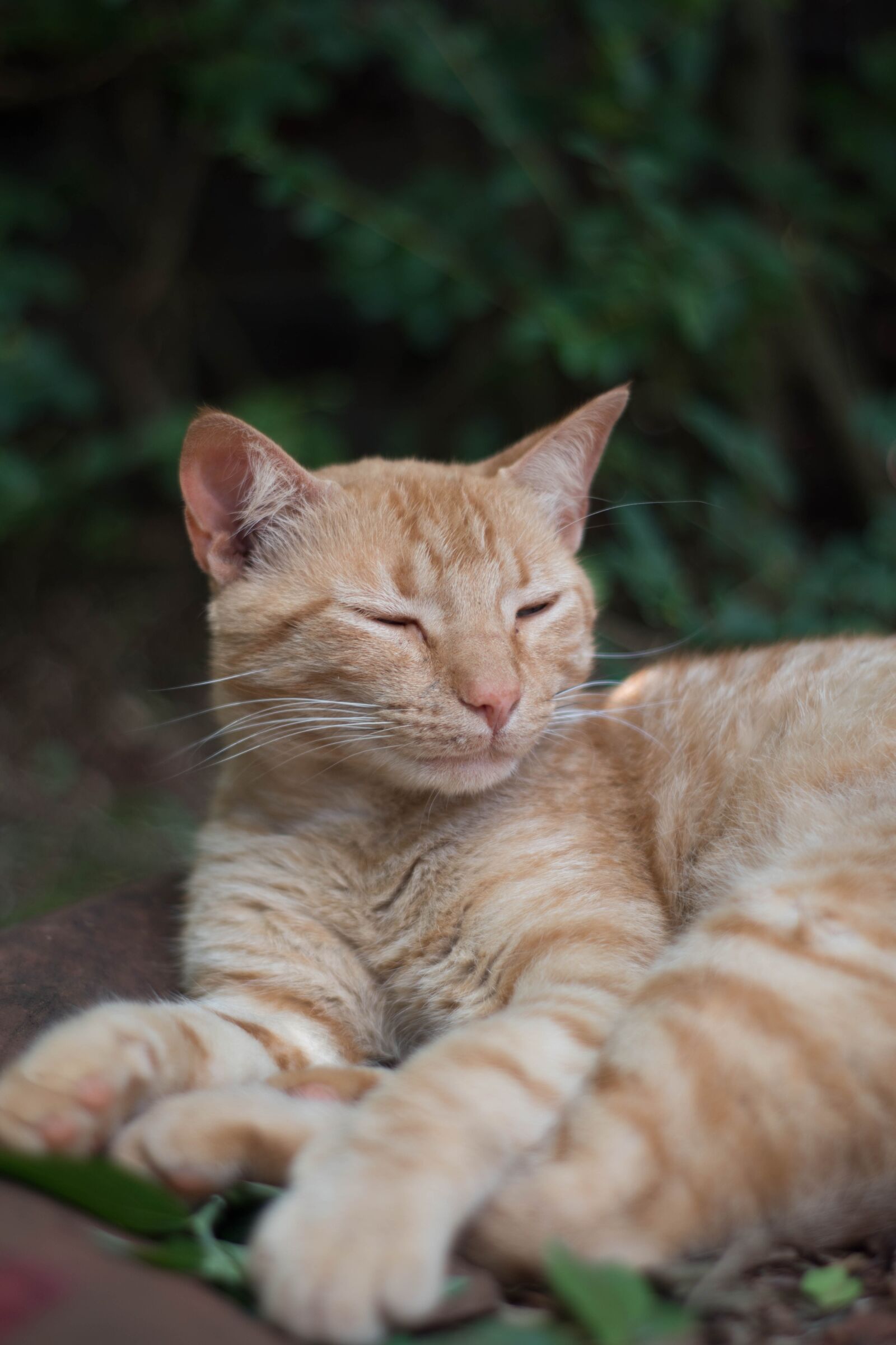 Nikon D5500 sample photo. Cats, look, nat photography