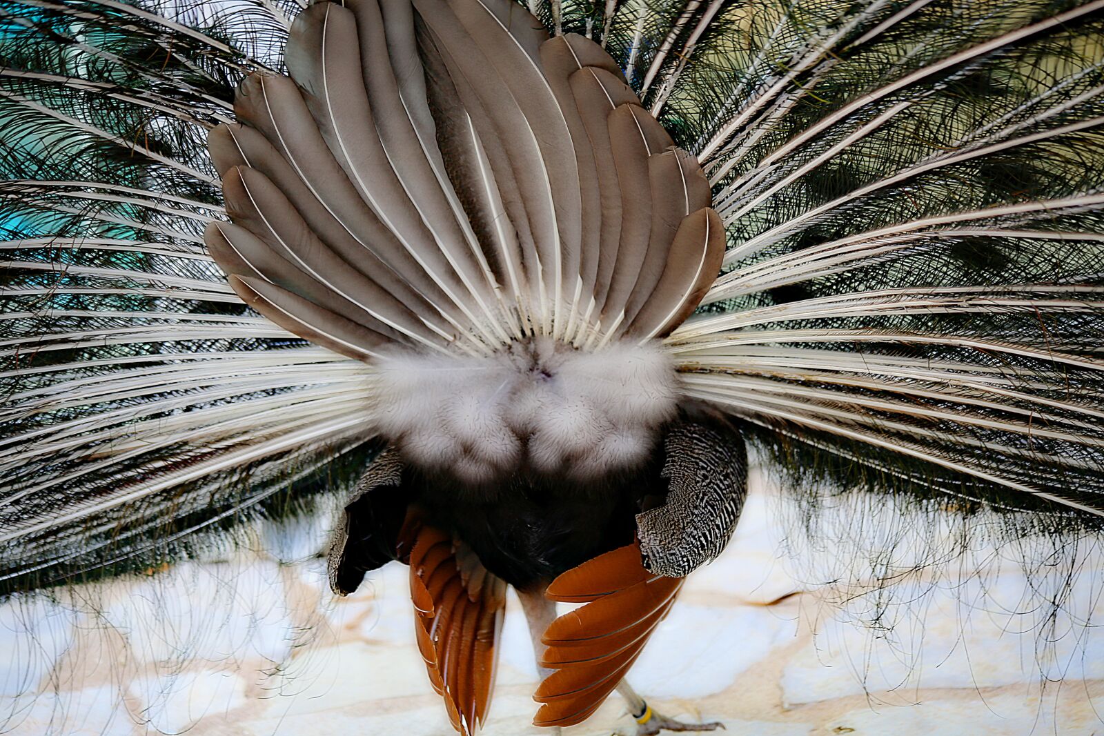 Canon EOS 5D Mark III sample photo. Peacock, bird, volatile photography