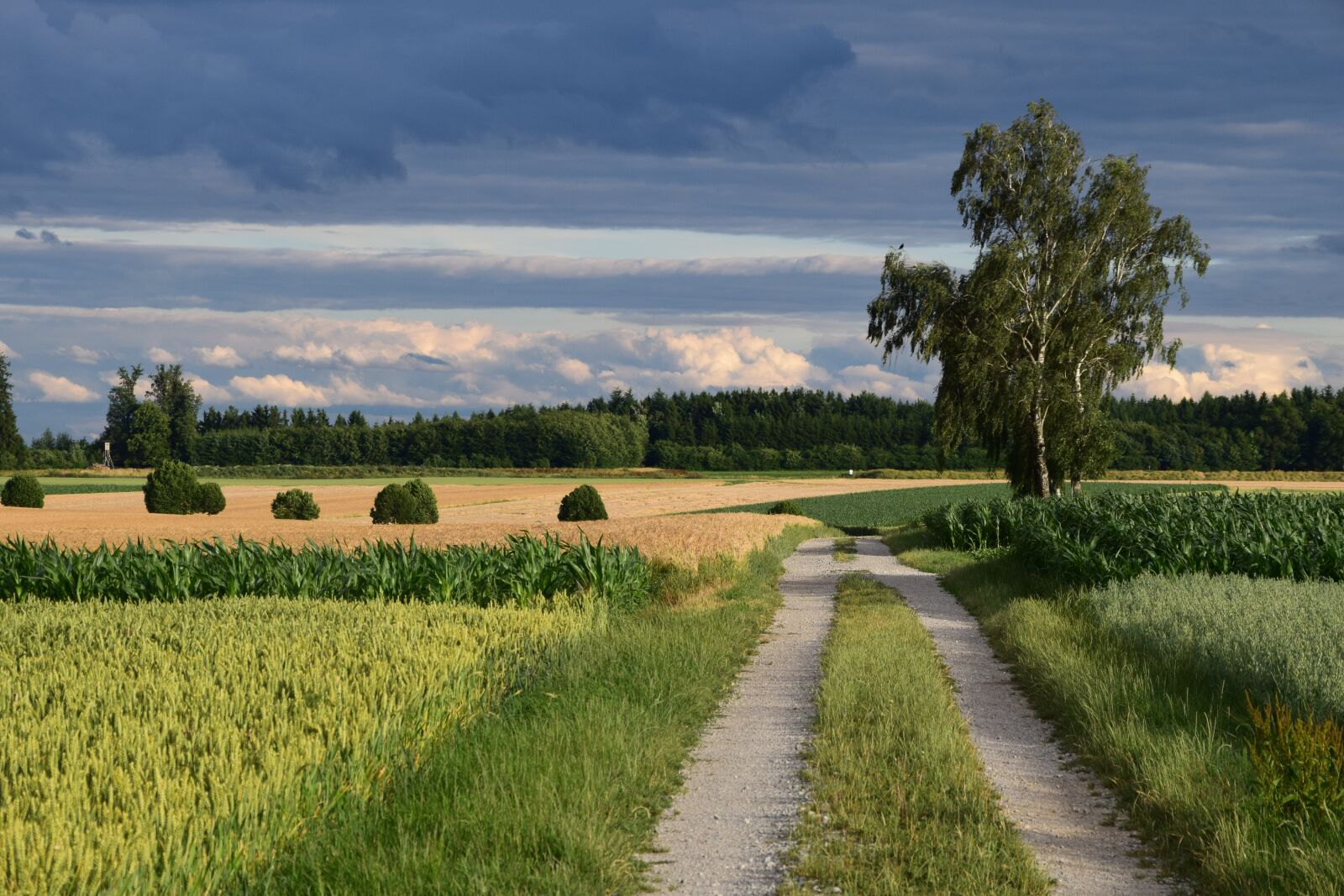 Nikon D3300 sample photo. Landscape, nature, agriculture photography