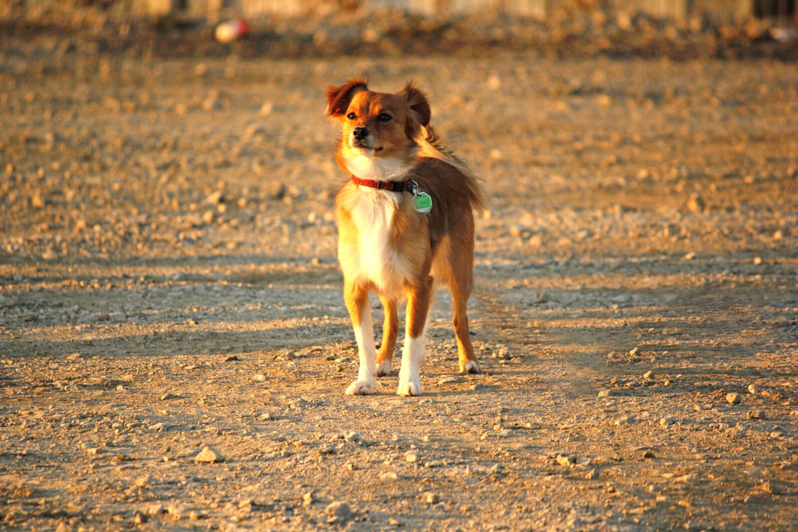 Canon EOS 550D (EOS Rebel T2i / EOS Kiss X4) sample photo. Hybrid, dog, standing photography