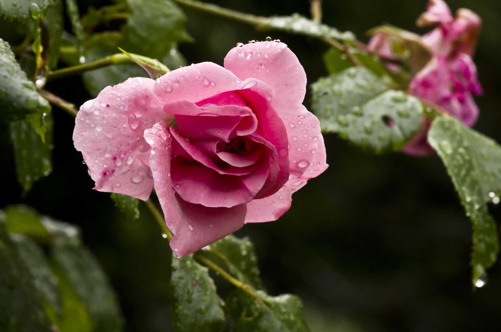 Pentax K-30 sample photo. Rose, pink rose, blossom photography