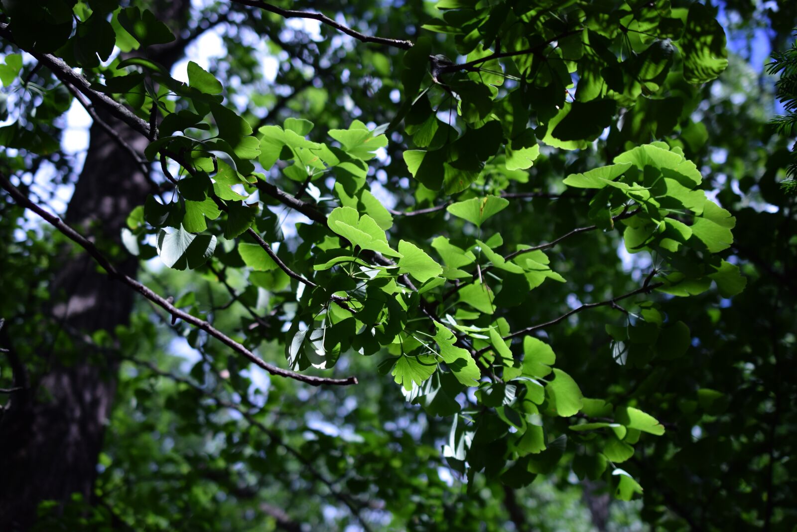 Nikon D3300 sample photo. Ginko, biloba, leaf photography