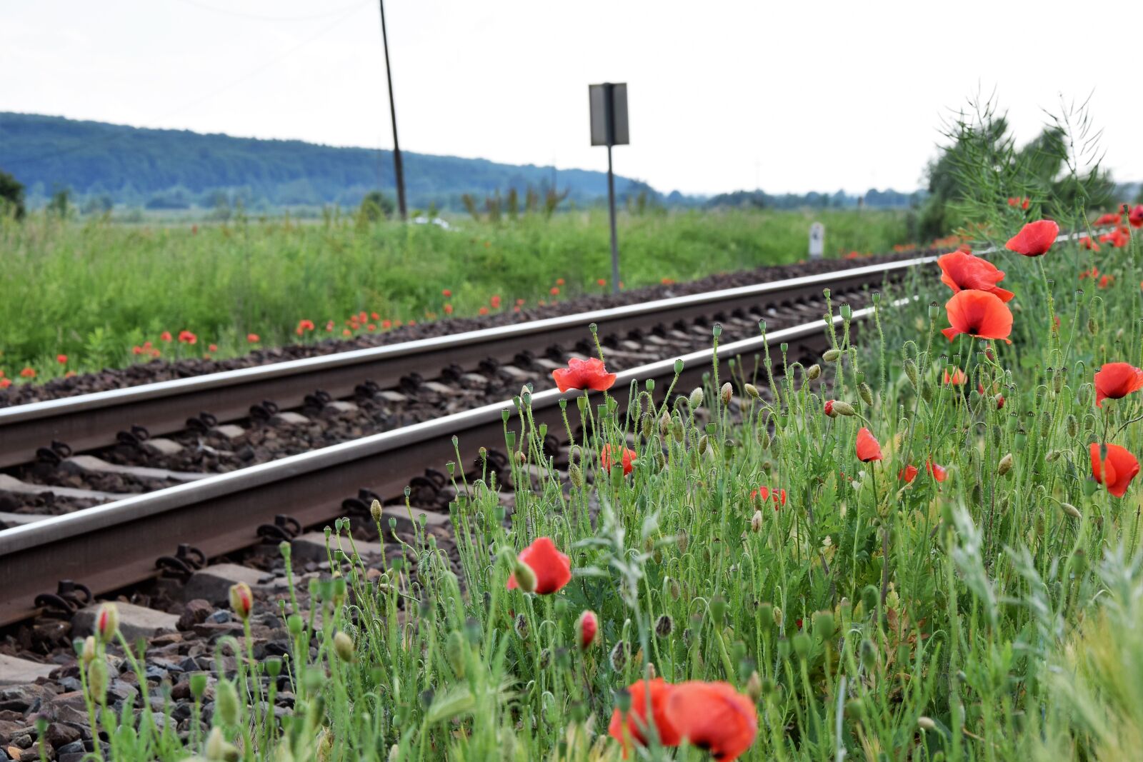 Nikon D3300 sample photo. Red poppy near railway photography