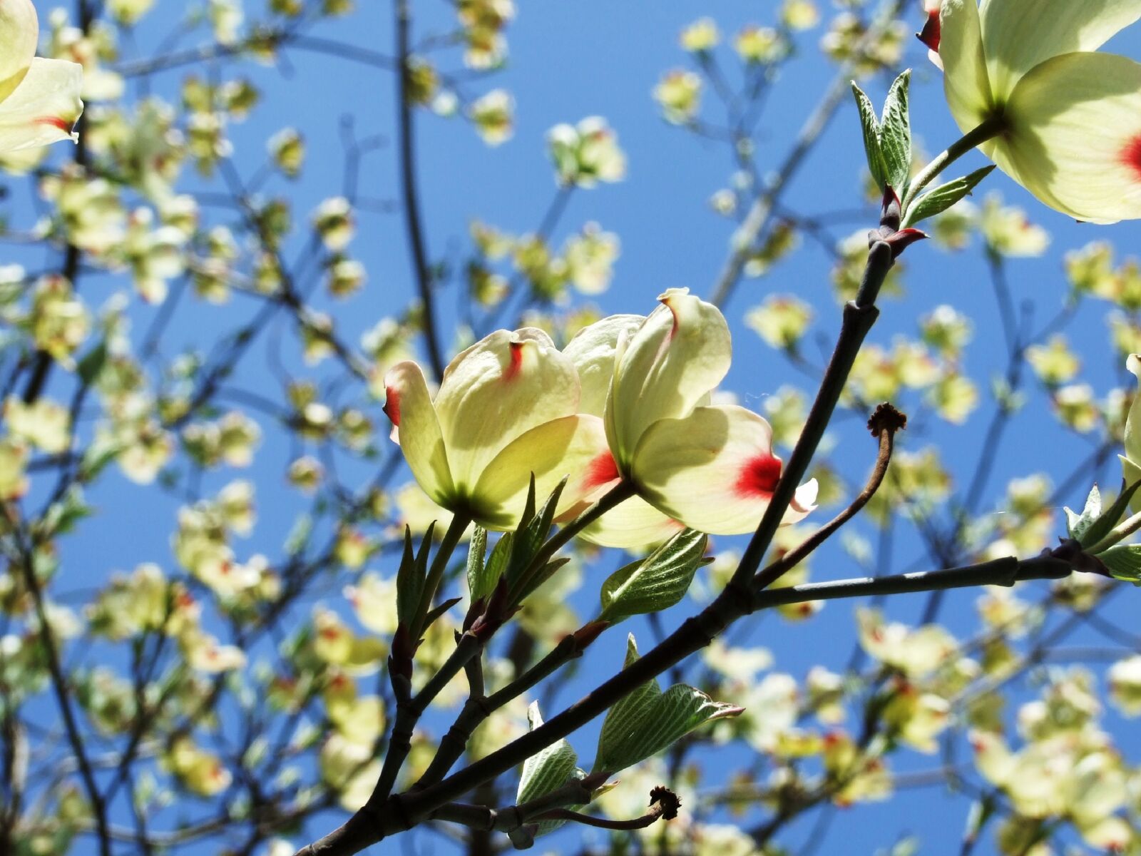 Fujifilm FinePix S6500fd sample photo. Blossoms, blue sky, tree photography