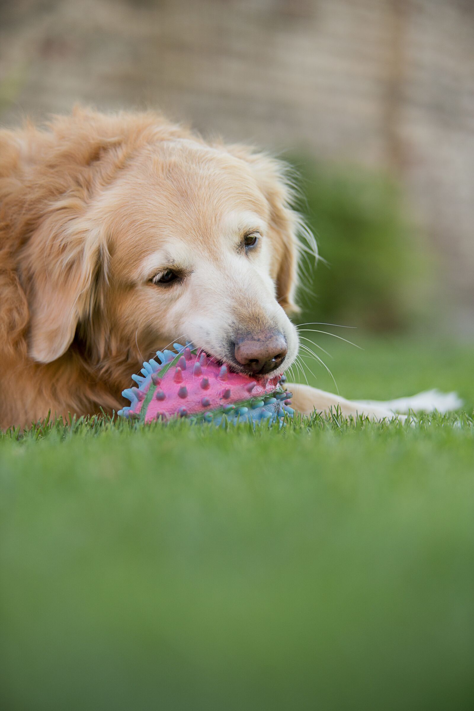 Nikon D800 sample photo. Animalia, lawn, pet photography