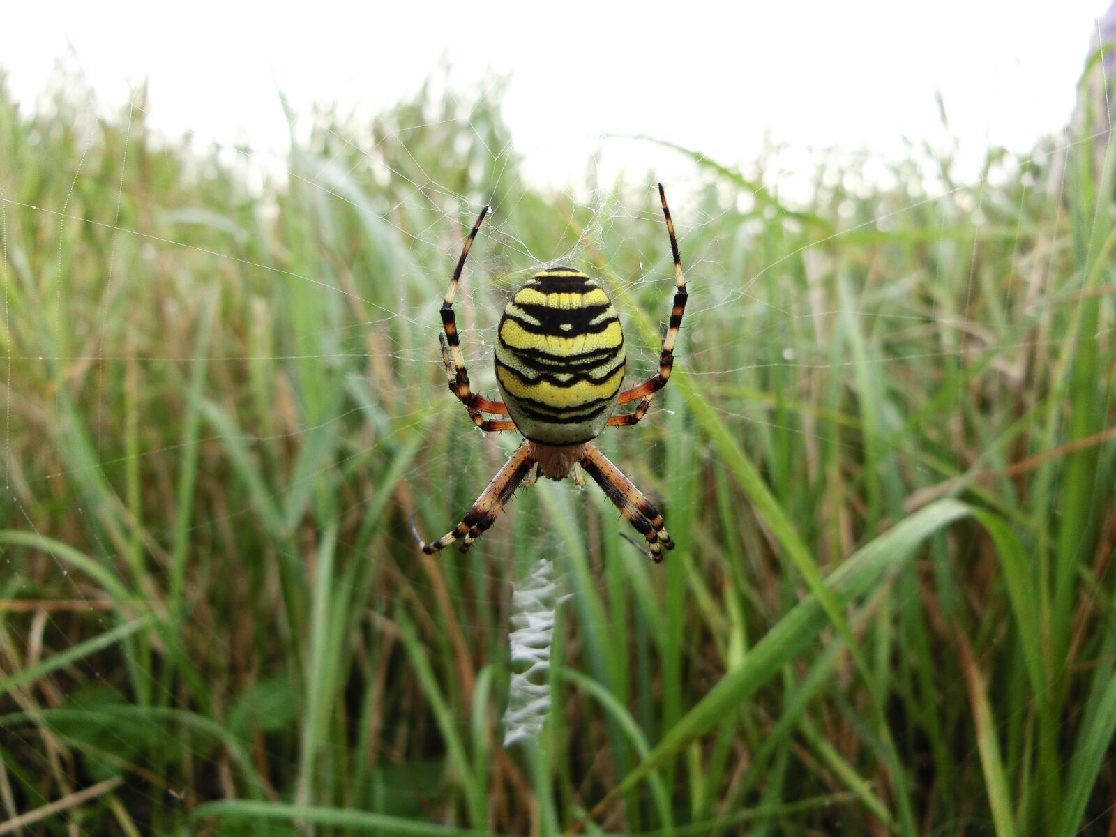 CASIO EX-ZR750 sample photo. Wasp spider, grass, green photography