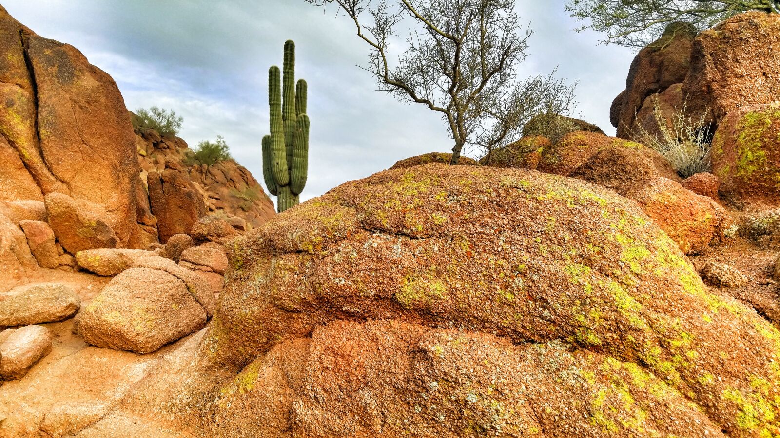 LG G4 sample photo. Desert, cactus, arizona photography