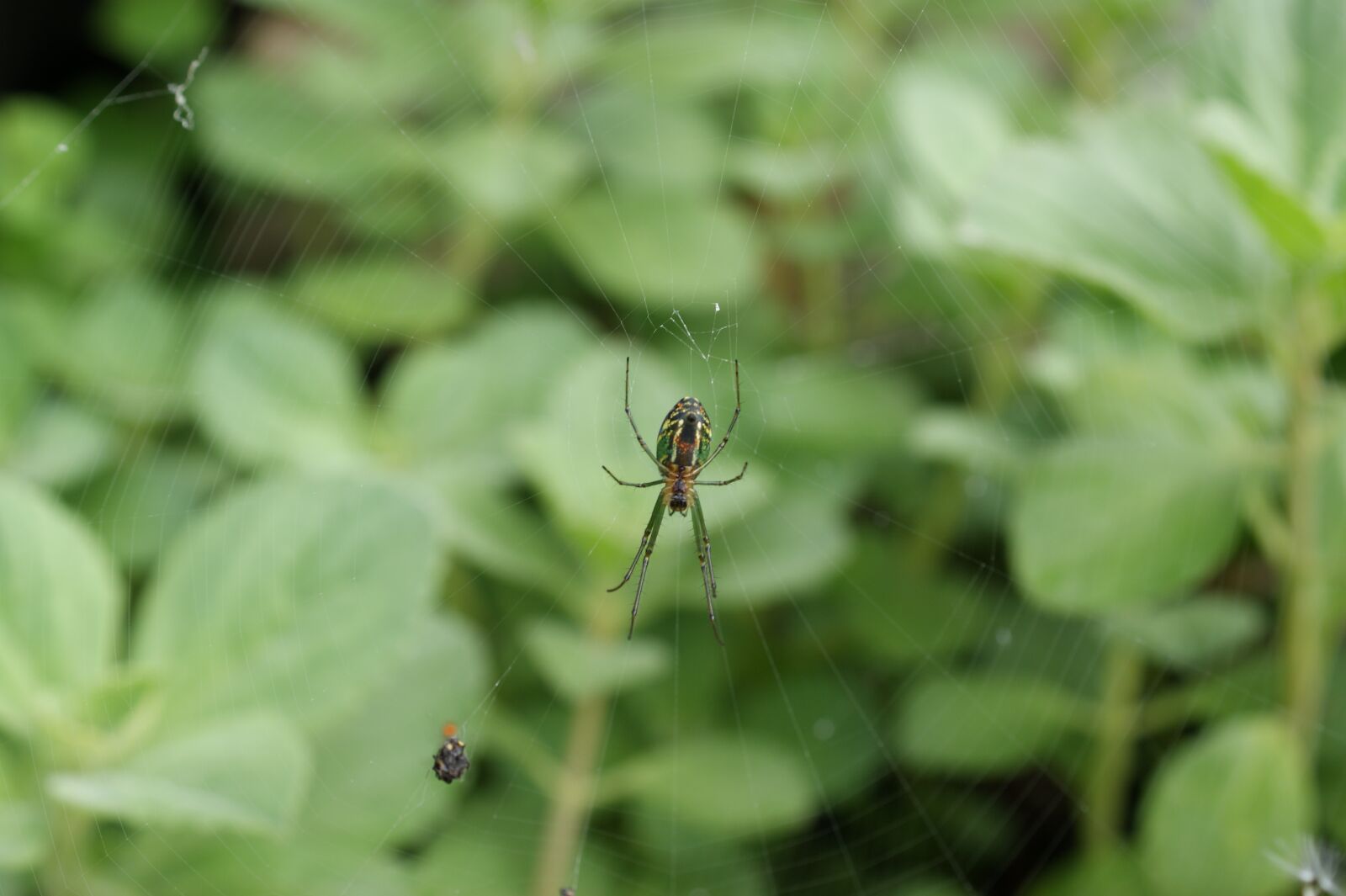 Sony Alpha DSLR-A390 sample photo. Nature, in, the photography